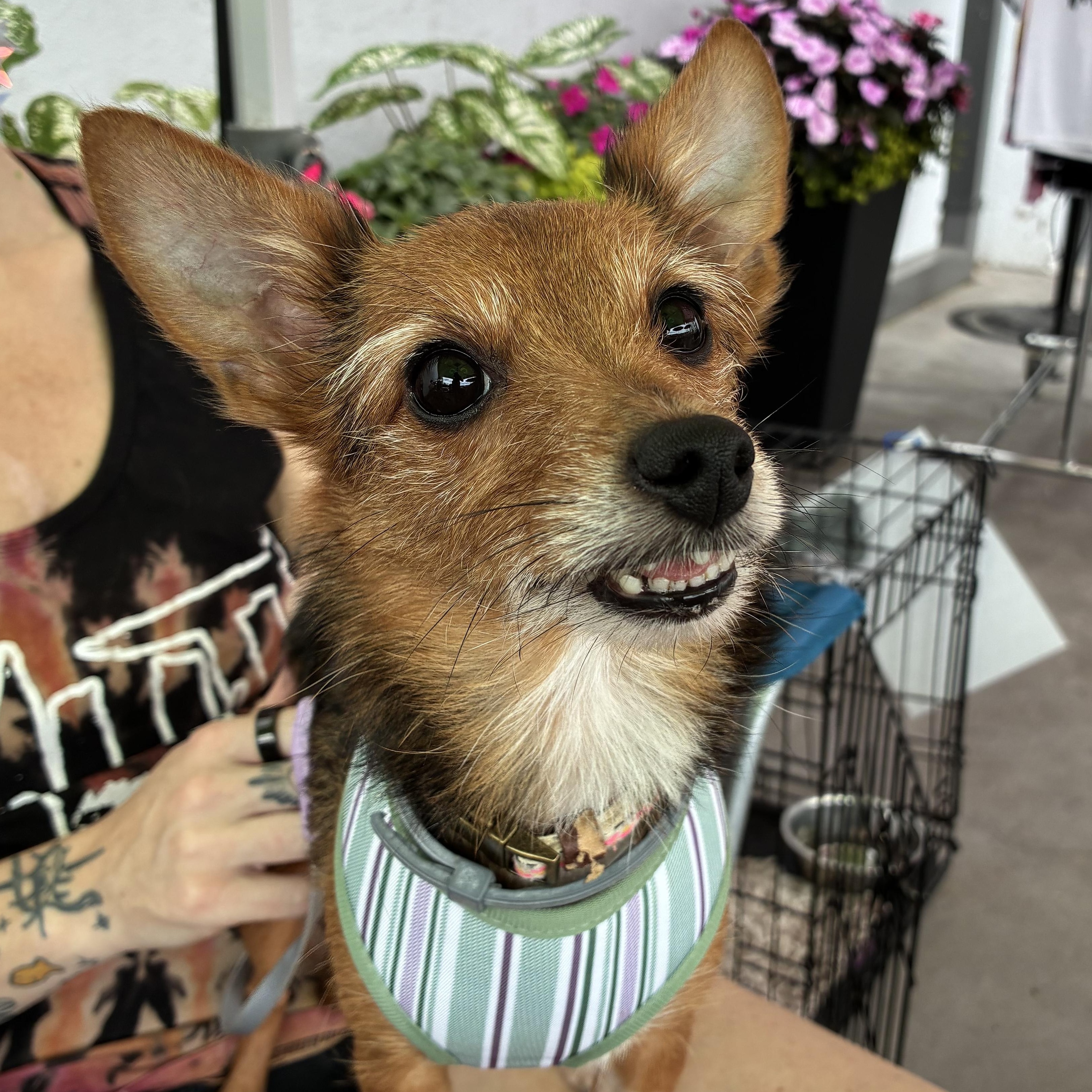 Matcha, adopted, Adult Female Chihuahua & Terrier.