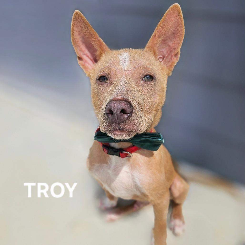 Troy, Adoptable, Young Male Cattle Dog & Mixed Breed.