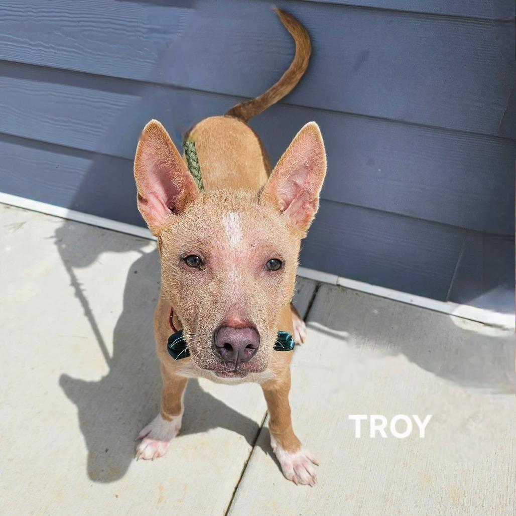 Enlarge Troy, a Adoptable mixed breed in Madisonville, TN image 2/6