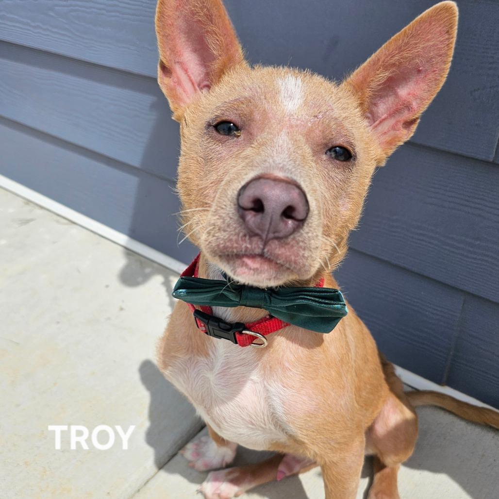 Enlarge Troy, a Adoptable mixed breed in Madisonville, TN image 3/6