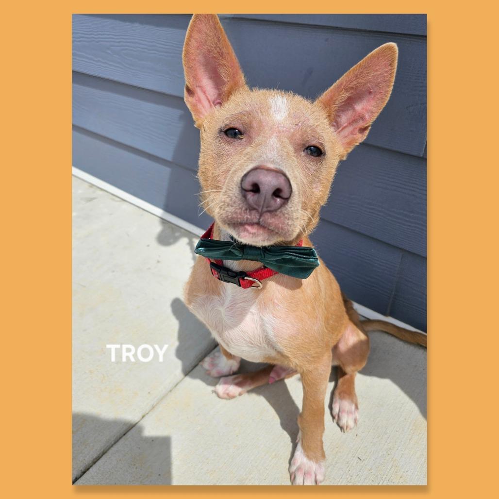 Enlarge Troy, a Adoptable mixed breed in Madisonville, TN image 4/6