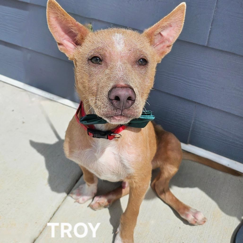 Enlarge Troy, a Adoptable mixed breed in Madisonville, TN image 5/6