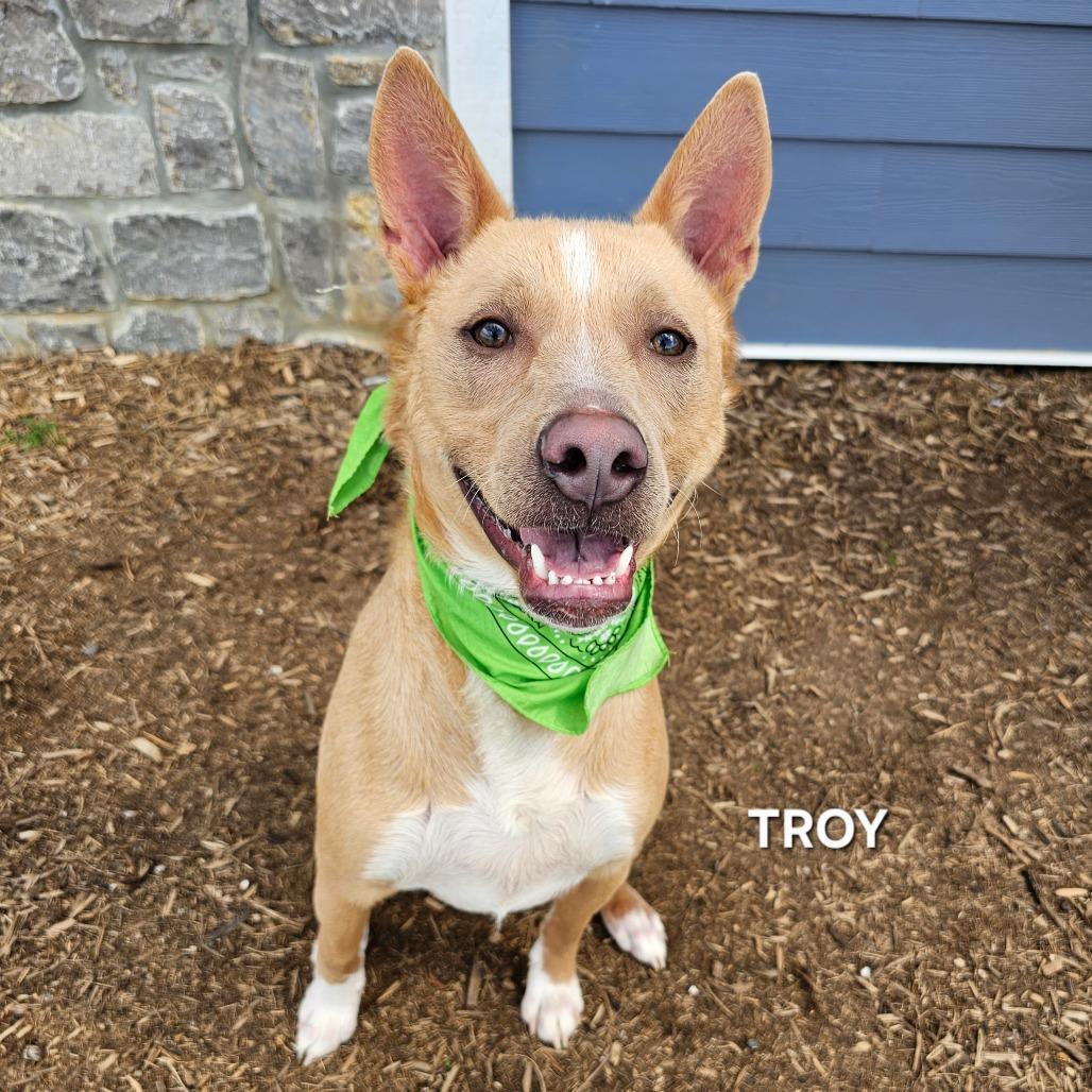 Enlarge Troy, a Adoptable mixed breed in Madisonville, TN image 6/6
