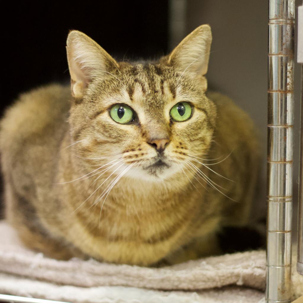 Zelda 2 — thumbnail 2