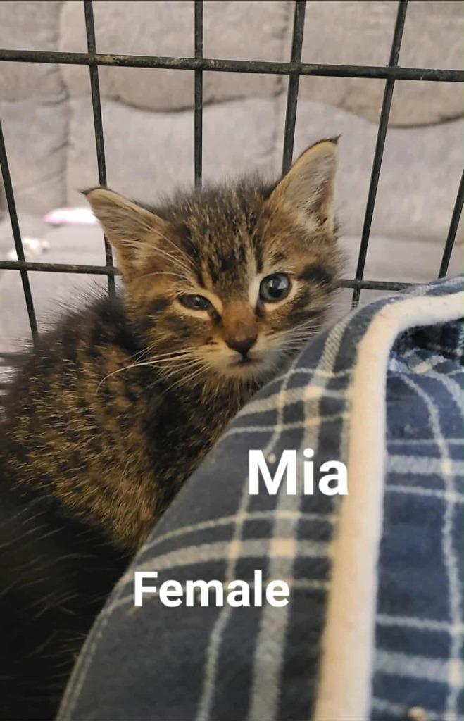 Mia (mee-ah), a Adoptable mixed breed in Minot, ND image 1/5