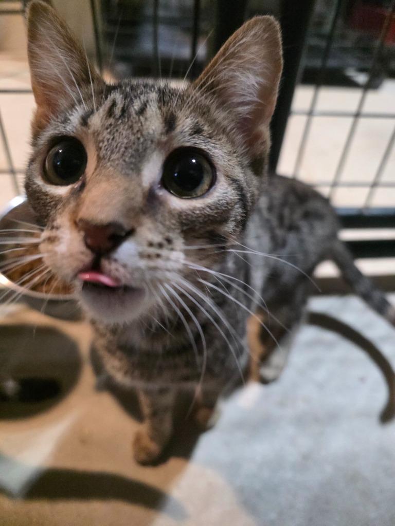 Mia (mee-ah), a Adoptable mixed breed in Minot, ND image 2/5