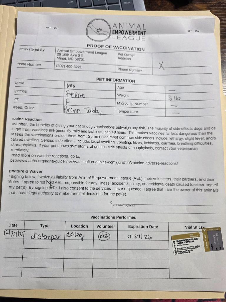 Mia (mee-ah), a Adoptable mixed breed in Minot, ND image 3/5