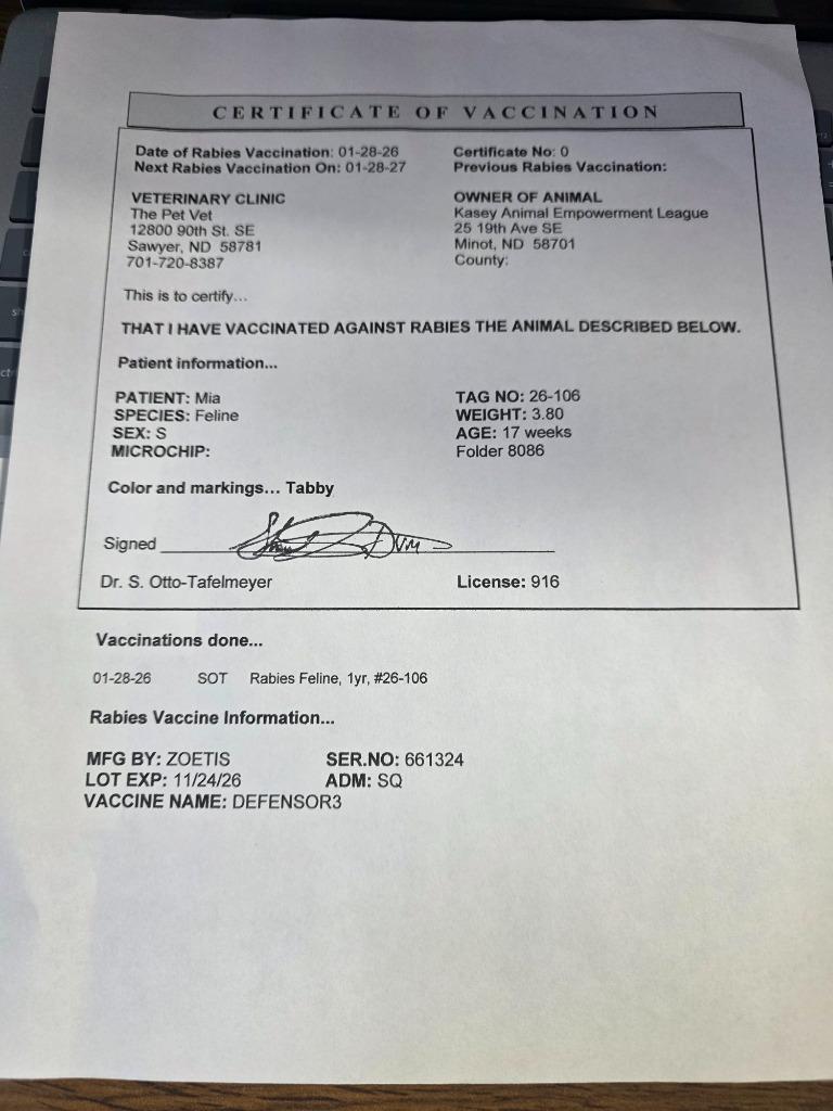 Mia (mee-ah), a Adopted mixed breed in Minot, ND image 4/6