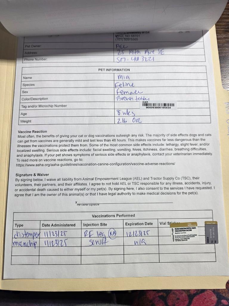 Mia (mee-ah), a Adoptable mixed breed in Minot, ND image 5/5