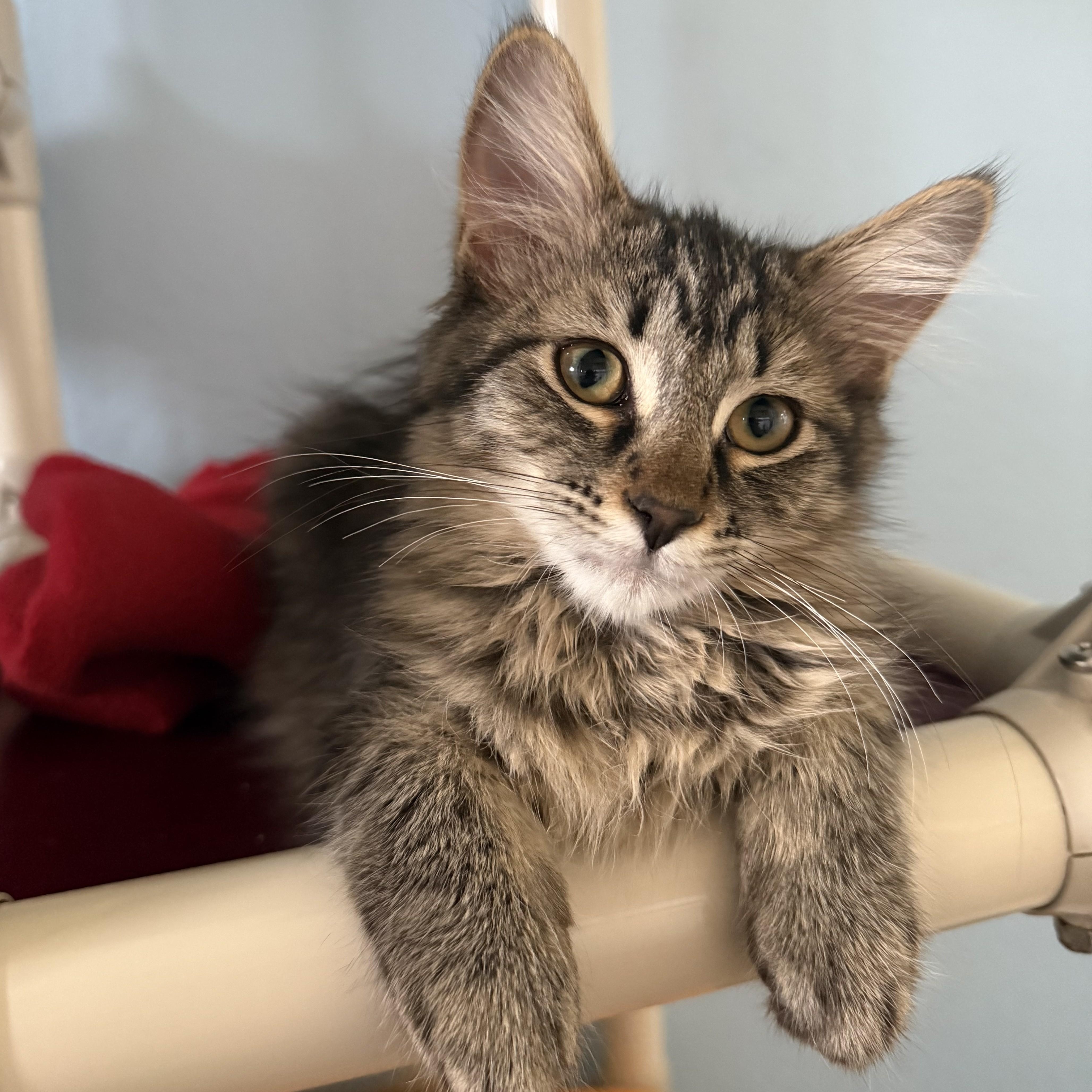 FLUFFY, a Adoptable Domestic Long Hair in La Crescent, MN image 4/6