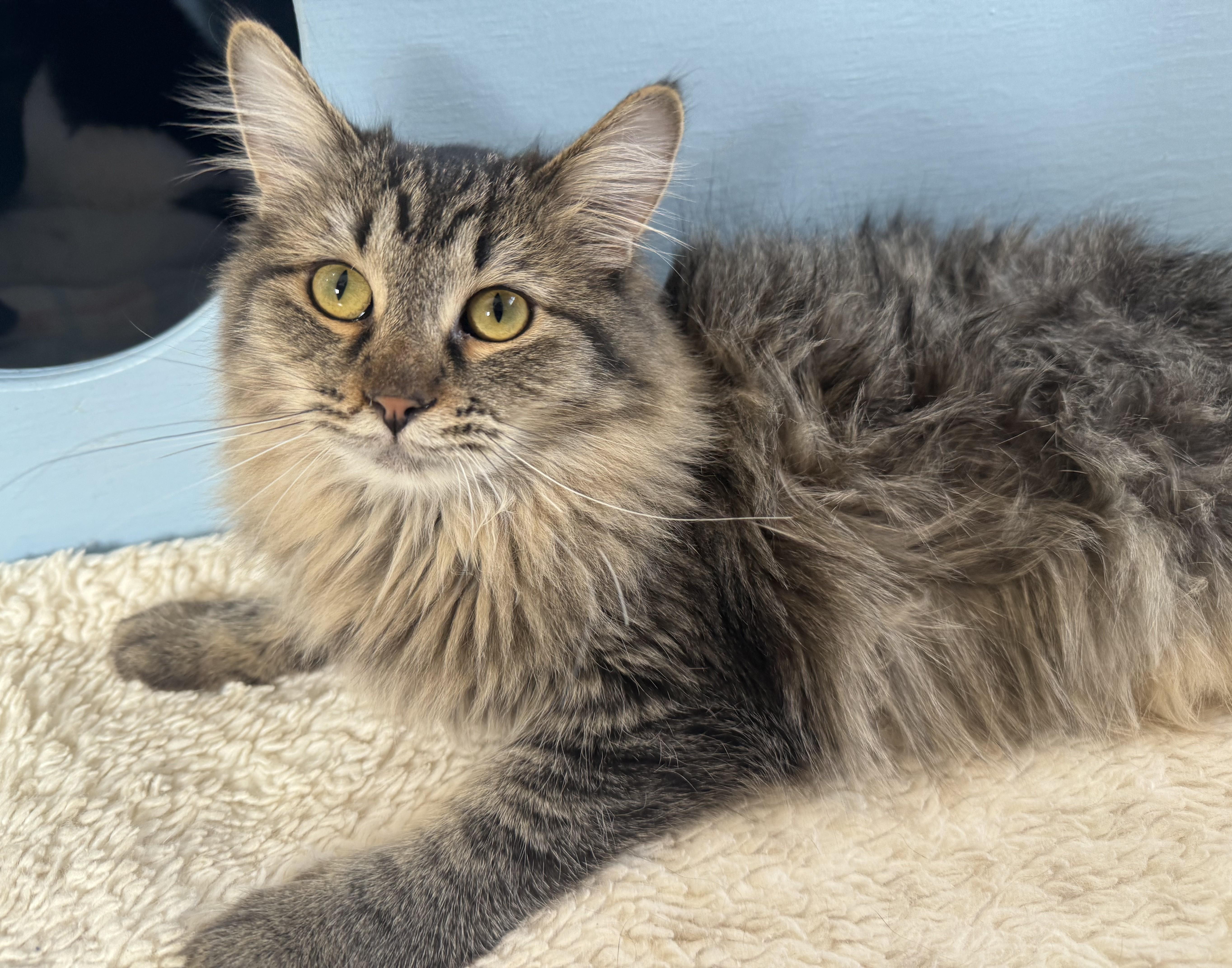 FLUFFY, a Adoptable Domestic Long Hair in La Crescent, MN image 1/6
