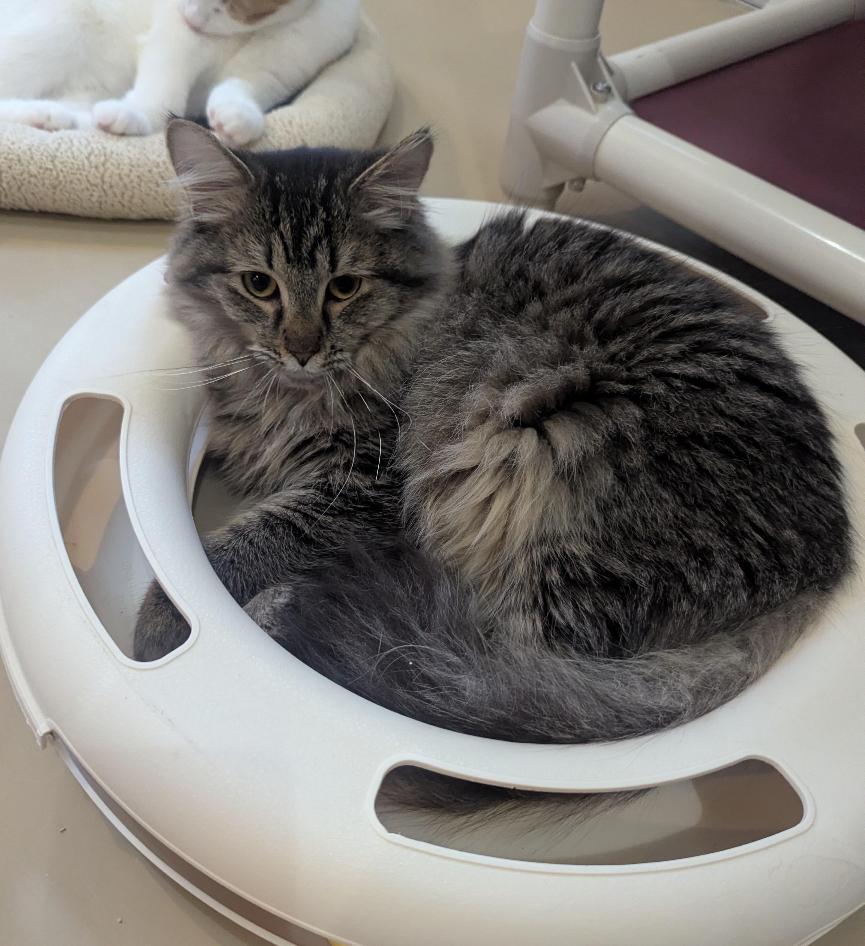 FLUFFY, a Adoptable Domestic Long Hair in La Crescent, MN image 2/6