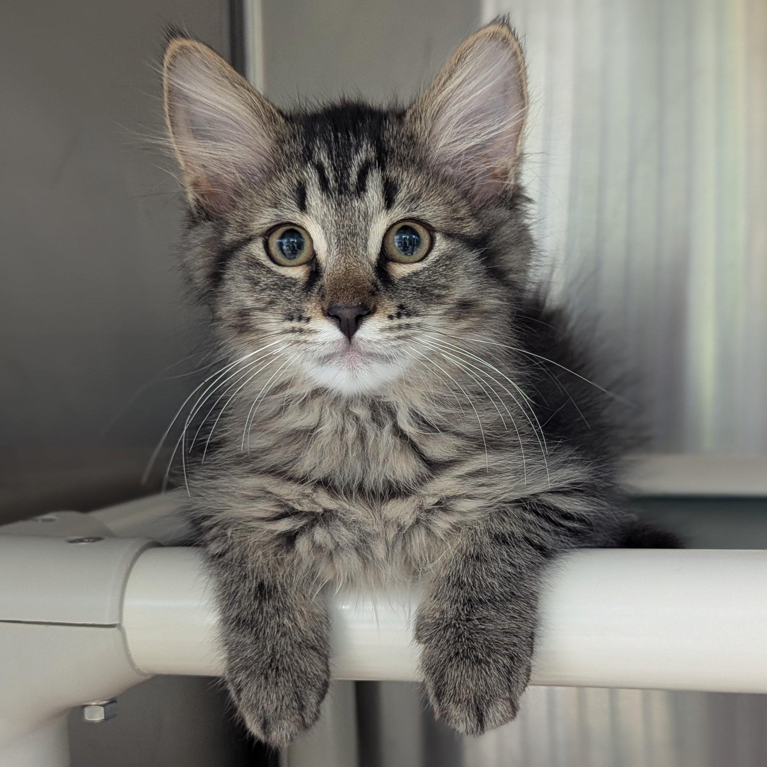 FLUFFY
