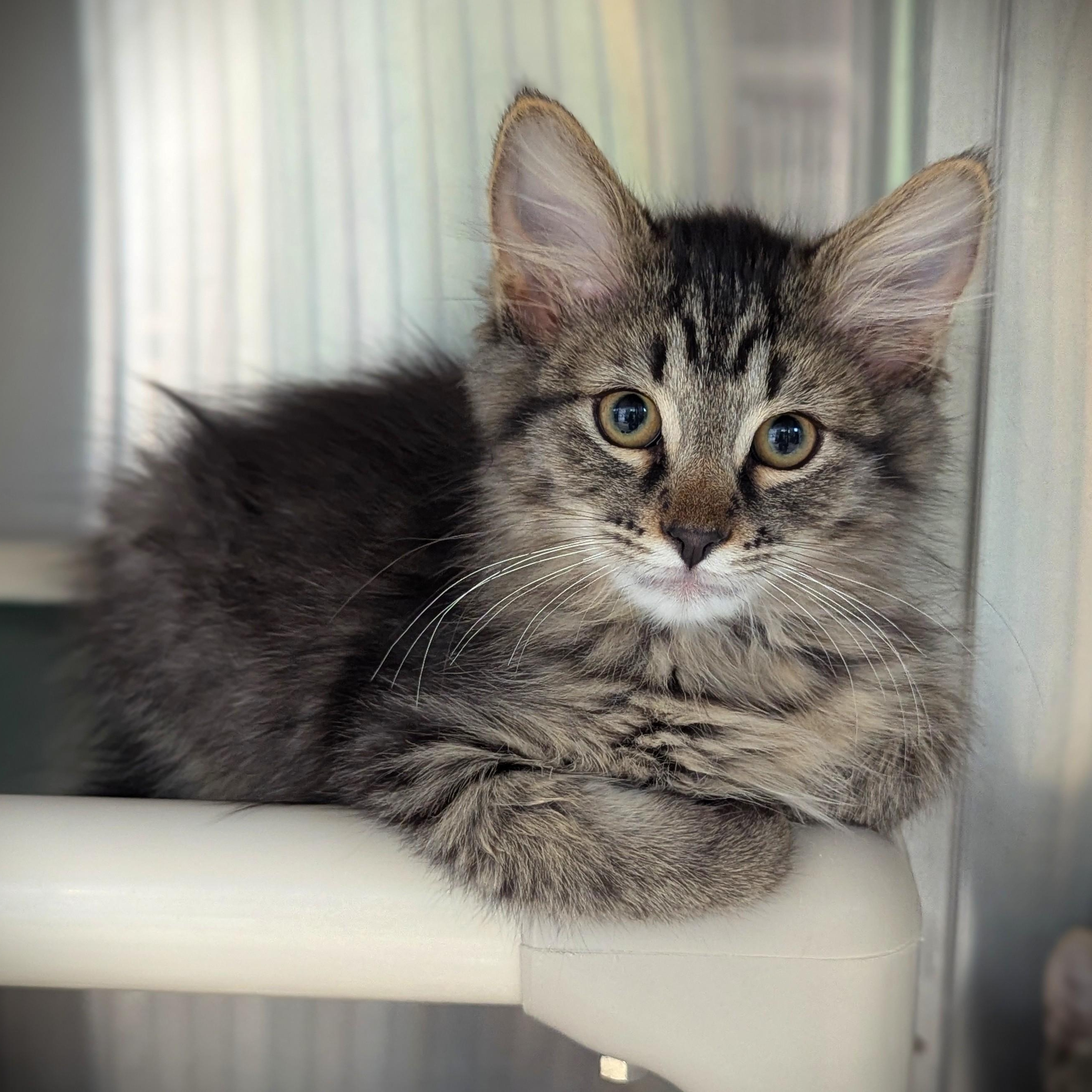 FLUFFY, a Adoptable Domestic Long Hair in La Crescent, MN image 6/6