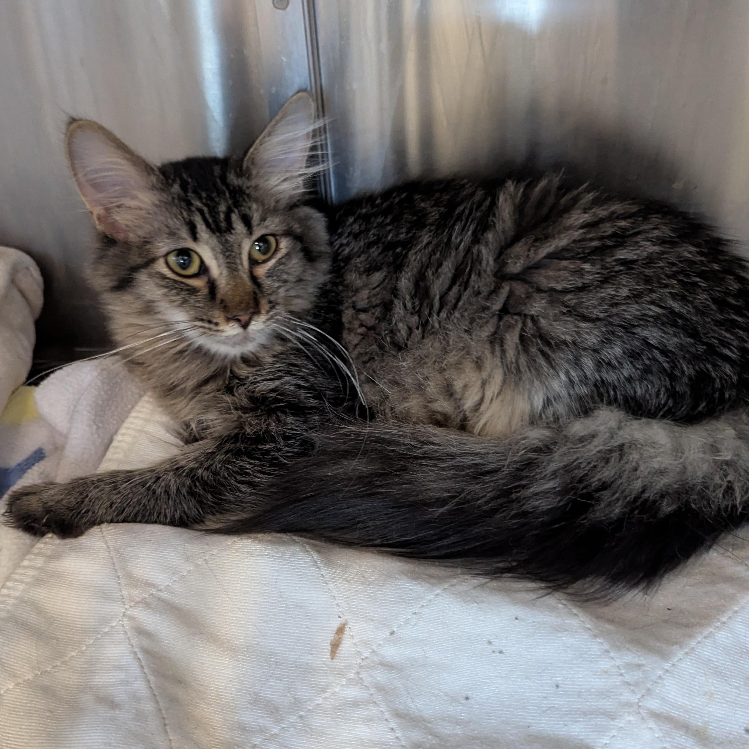 FLUFFY, a Adoptable Domestic Long Hair in La Crescent, MN image 5/6