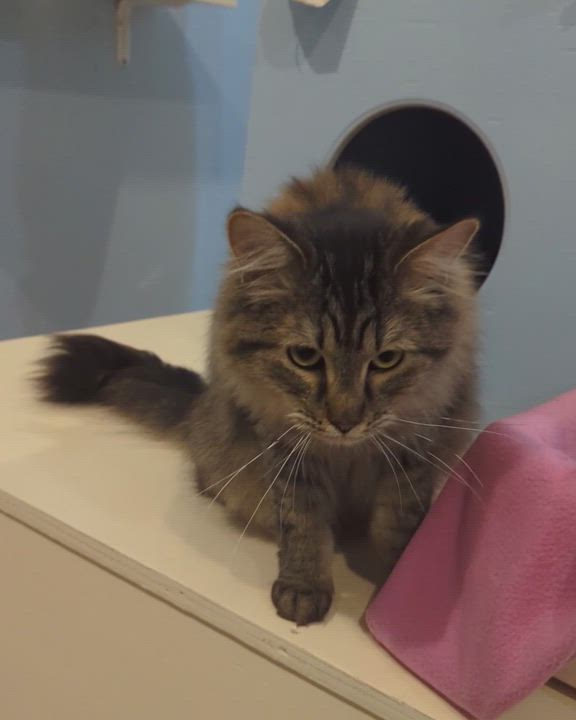 Enlarge FLUFFY, a Adoptable Domestic Long Hair in La Crescent, MN video 3/6