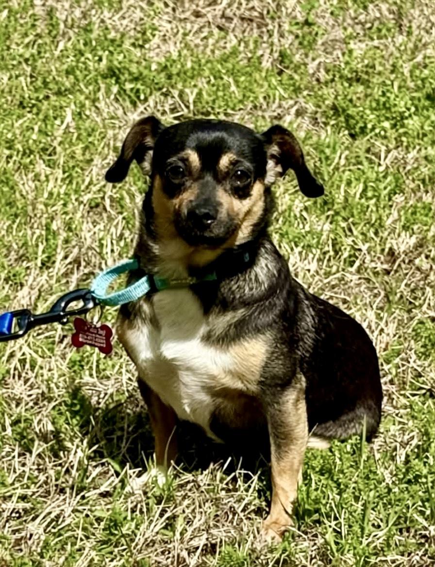 Enlarge Evie , an adopted Chihuahua in Pittsboro, NC image 1/1
