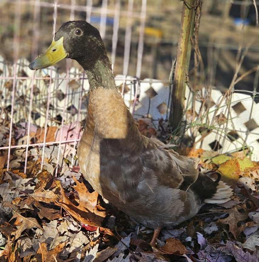 Jason, Adoptable, Adult Male Duck.