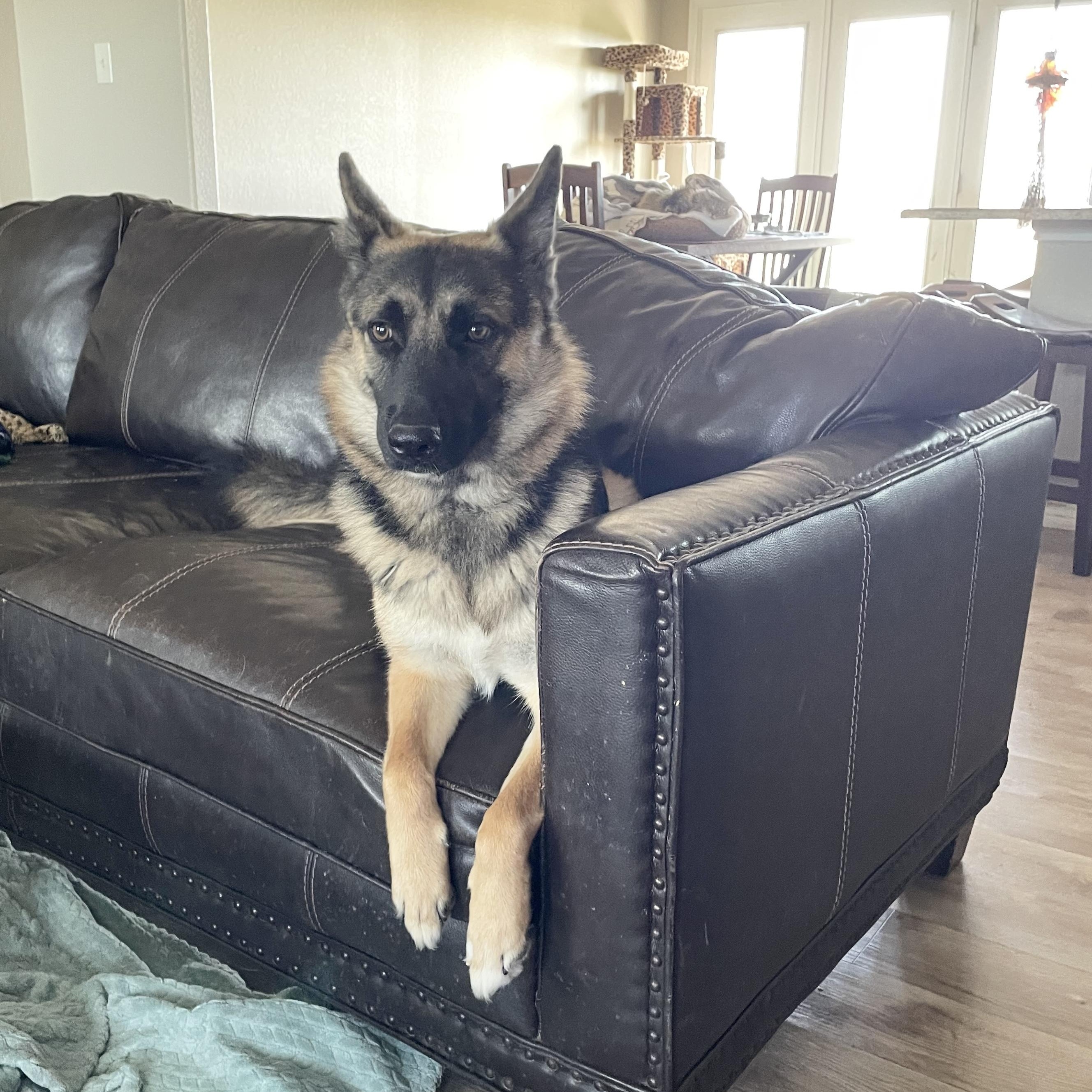 Enlarge Perfect Poppy, a Adoptable German Shepherd Dog in West Hartford , CT image 2/6