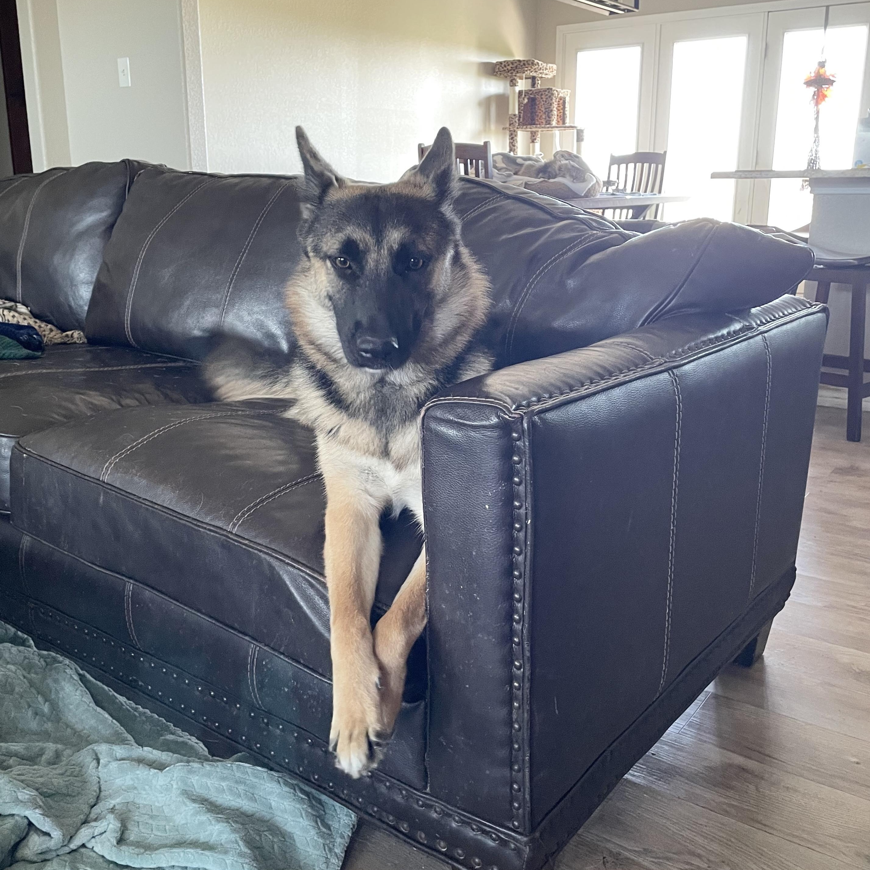 Enlarge Perfect Poppy, a Adoptable German Shepherd Dog in West Hartford , CT image 1/6