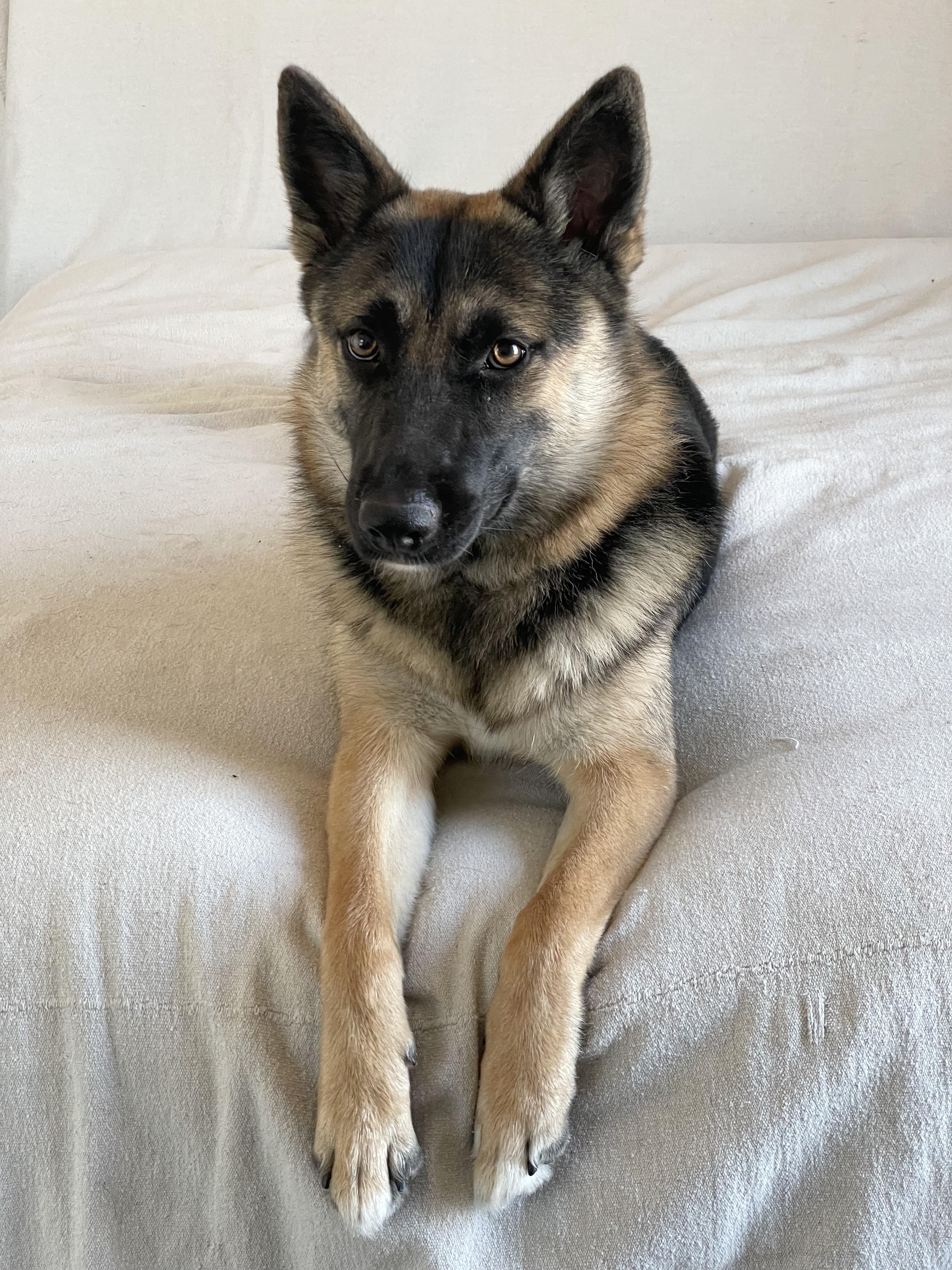 Enlarge Perfect Poppy, a Adoptable German Shepherd Dog in West Hartford , CT image 4/6