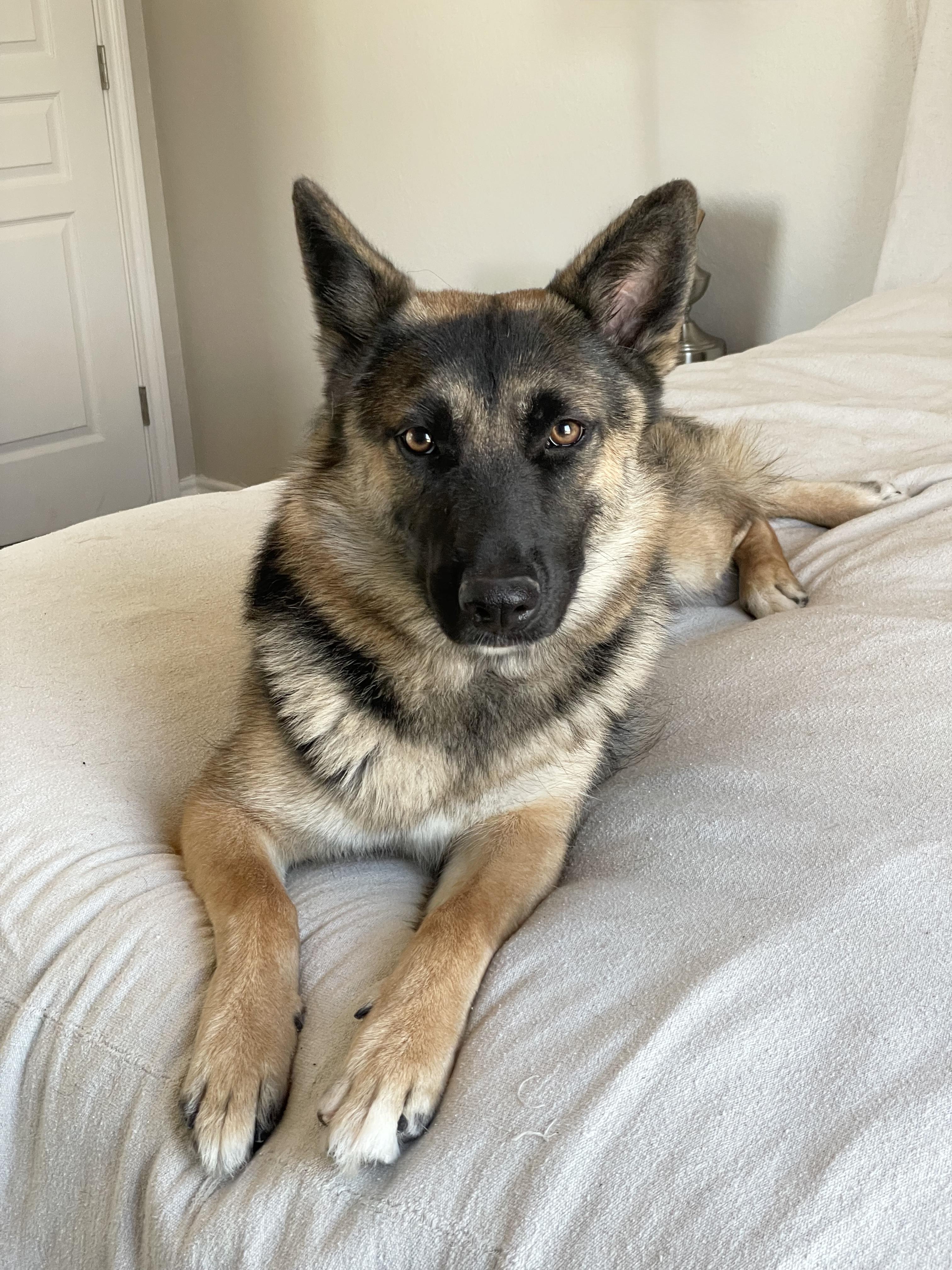 Enlarge Perfect Poppy, a Adoptable German Shepherd Dog in West Hartford , CT image 5/6