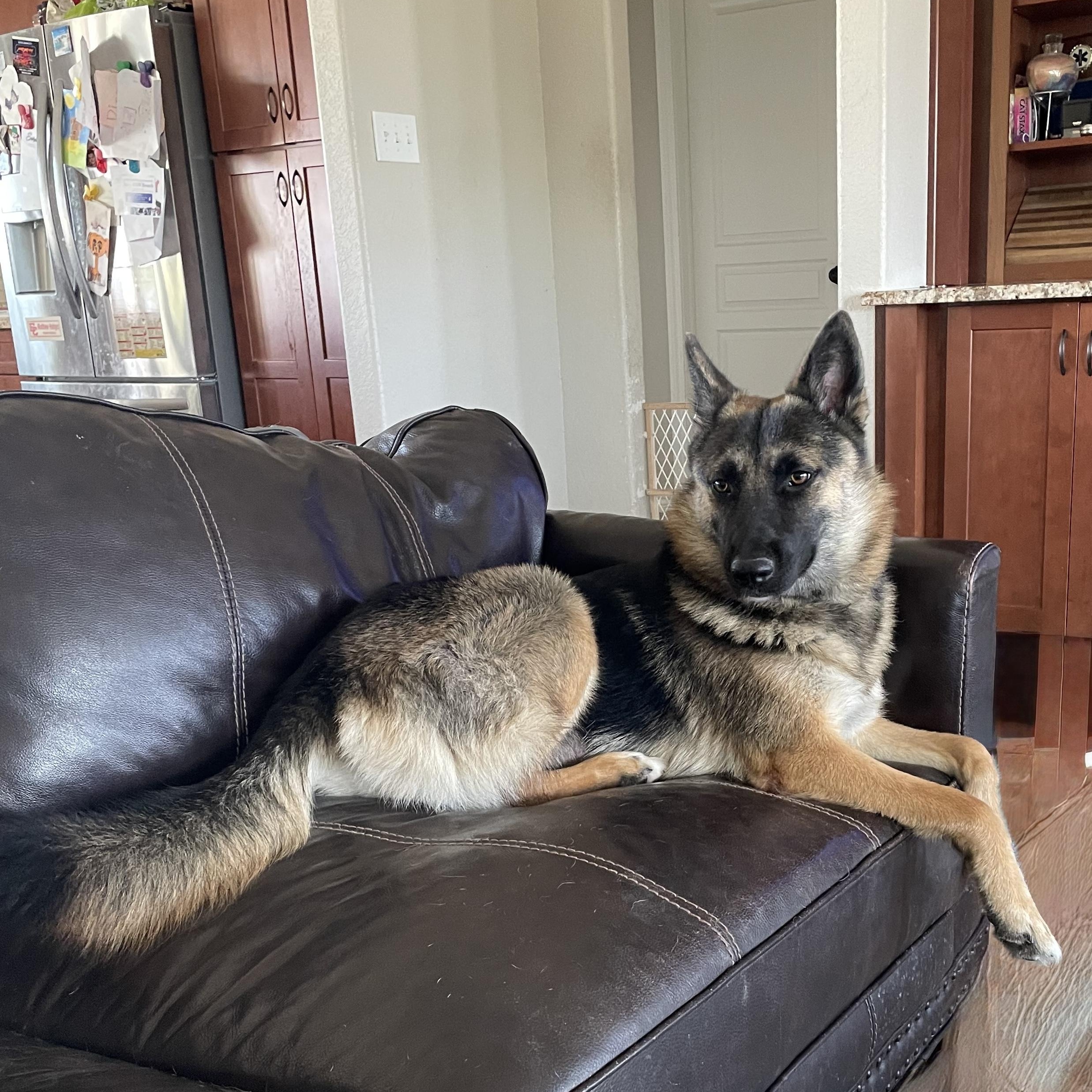 Enlarge Perfect Poppy, a Adoptable German Shepherd Dog in West Hartford , CT image 3/6