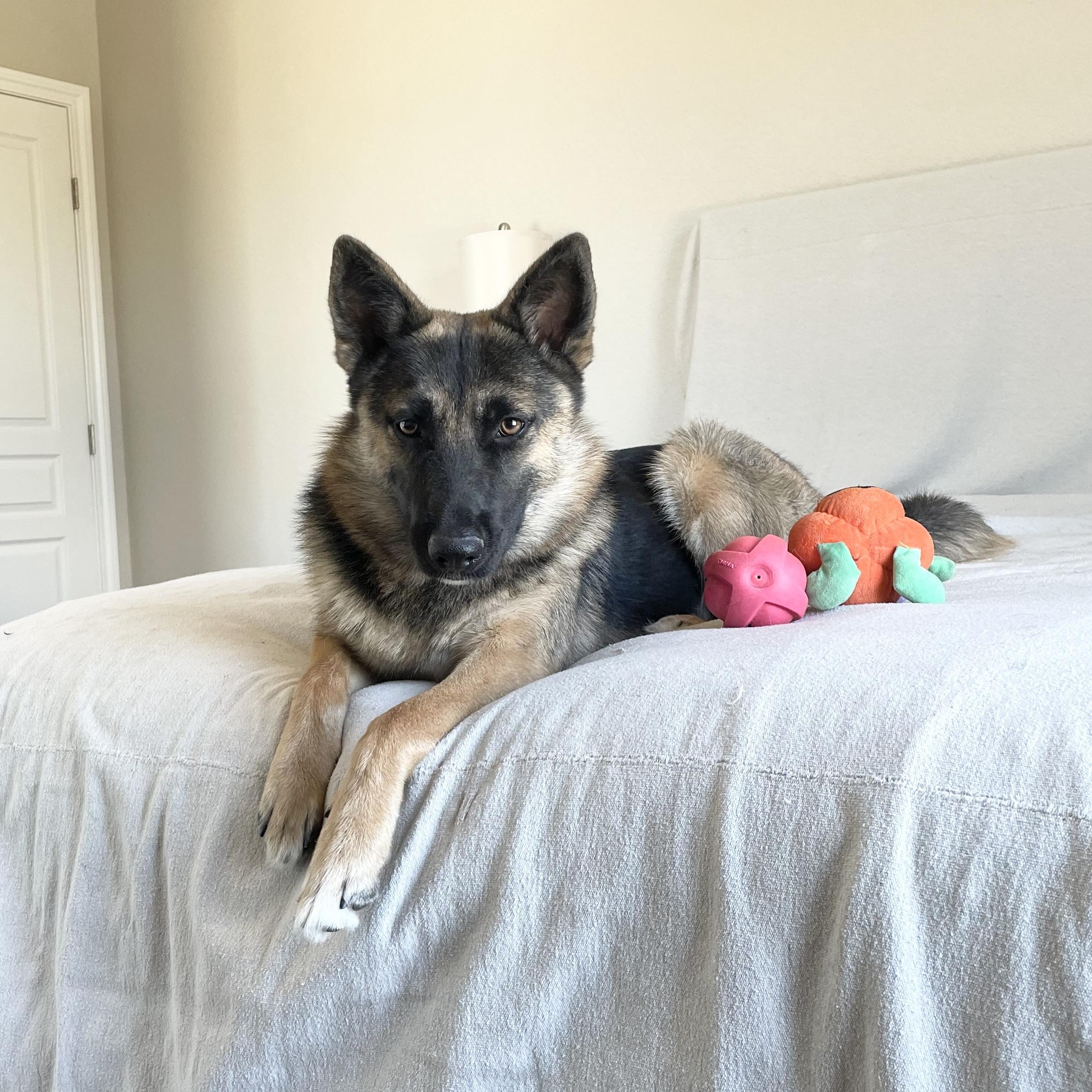 Enlarge Perfect Poppy, a Adoptable German Shepherd Dog in West Hartford , CT image 6/6