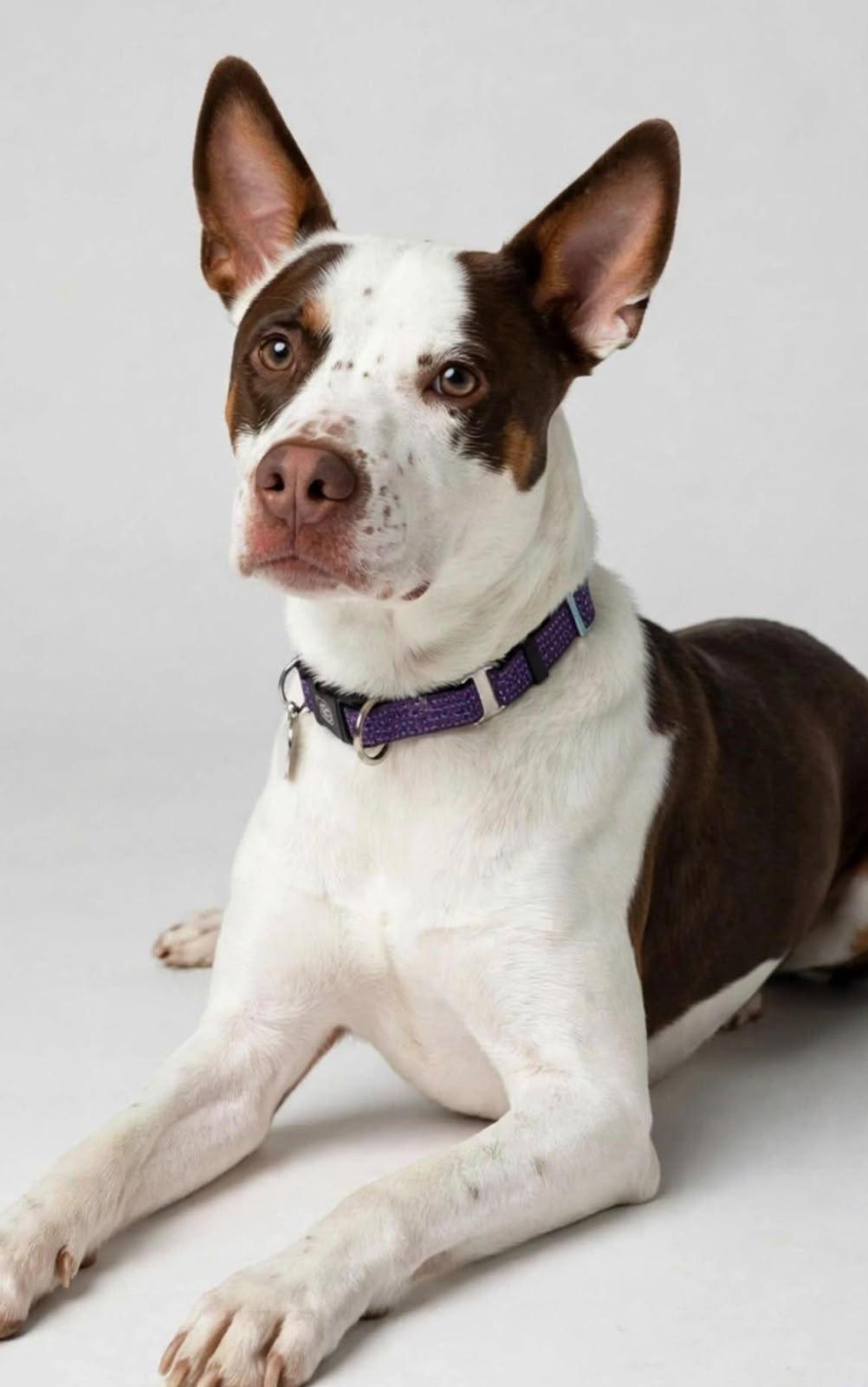 Enlarge Murph, a Adoptable mixed breed in Brewster, NY image 3/5