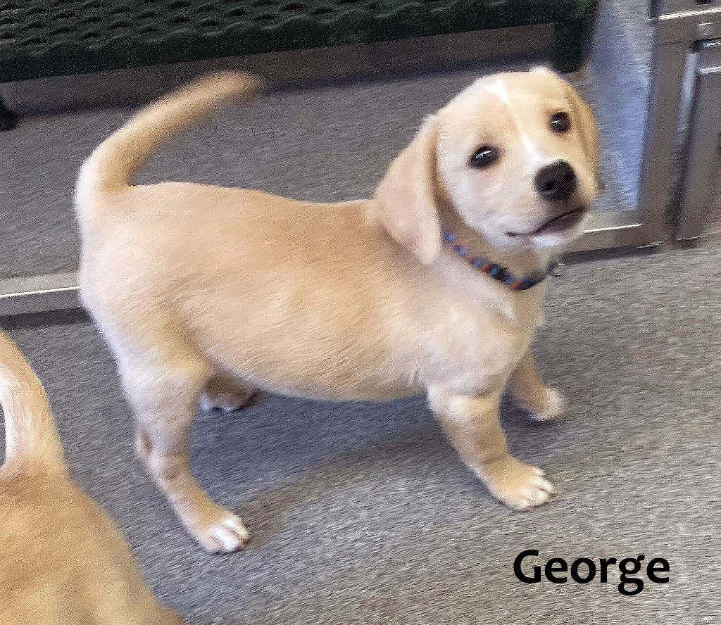 Enlarge George Yrly 385, a Adoptable mixed breed in Sidney, OH image 1/4