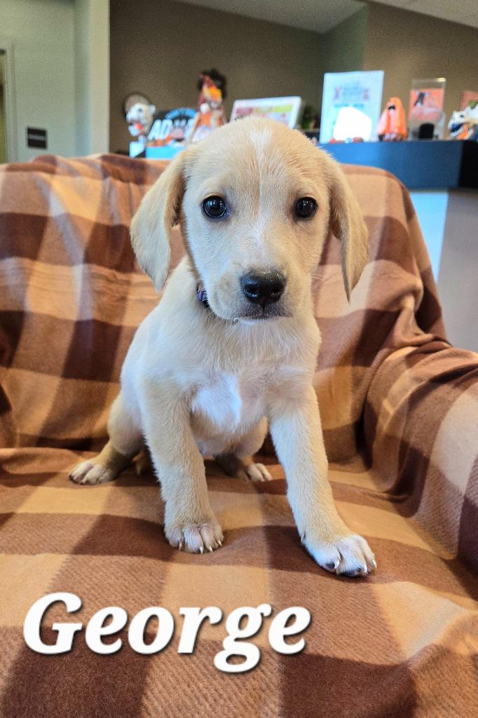 Enlarge George Yrly 385, a Adoptable mixed breed in Sidney, OH image 2/4