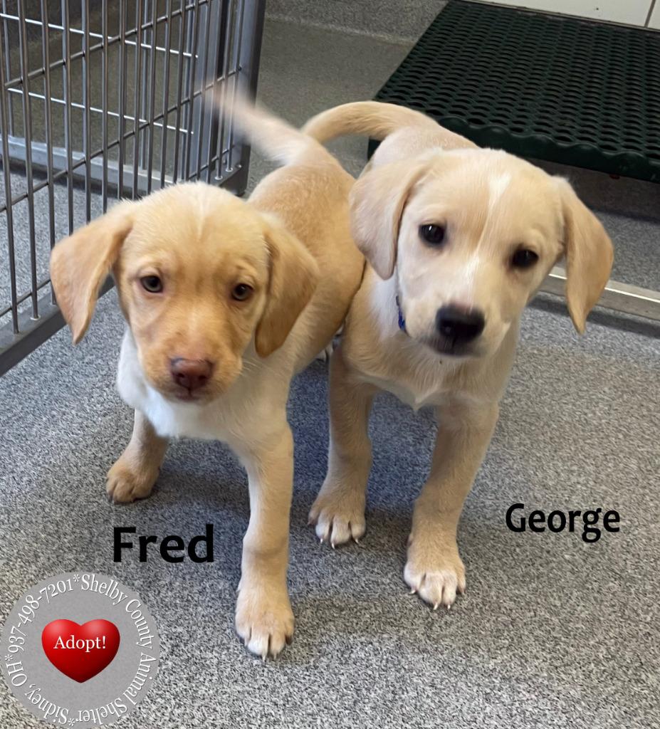 Enlarge George Yrly 385, a Adoptable mixed breed in Sidney, OH image 3/4
