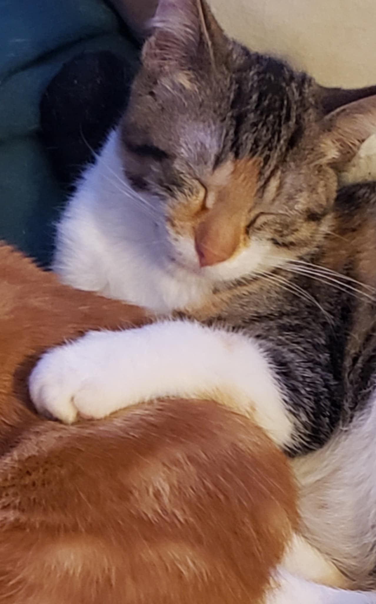 Cat for adoption Peach, a Domestic Short Hair in Grand Rapids, MI