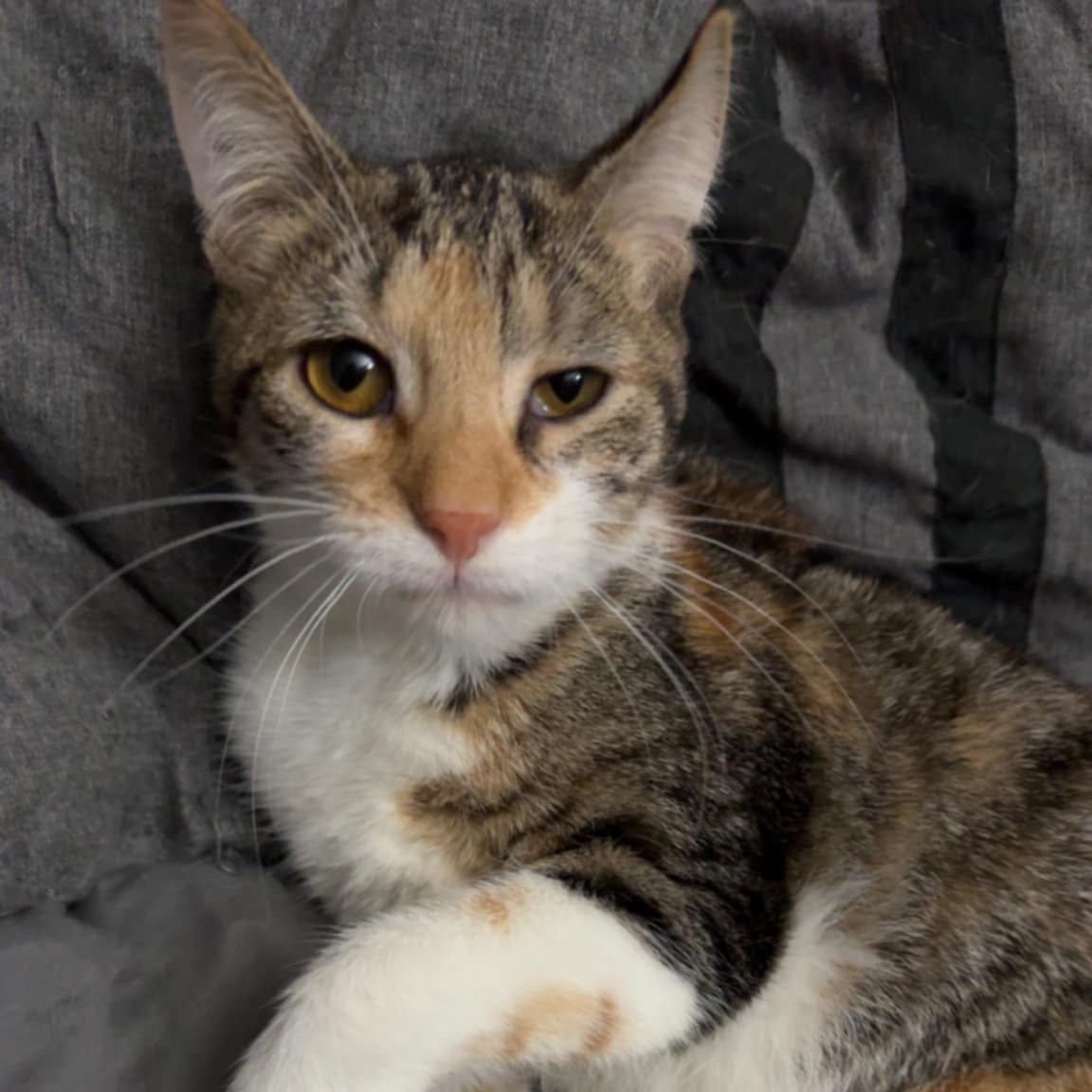 Cat for adoption Peach, a Domestic Short Hair in Grand Rapids, MI