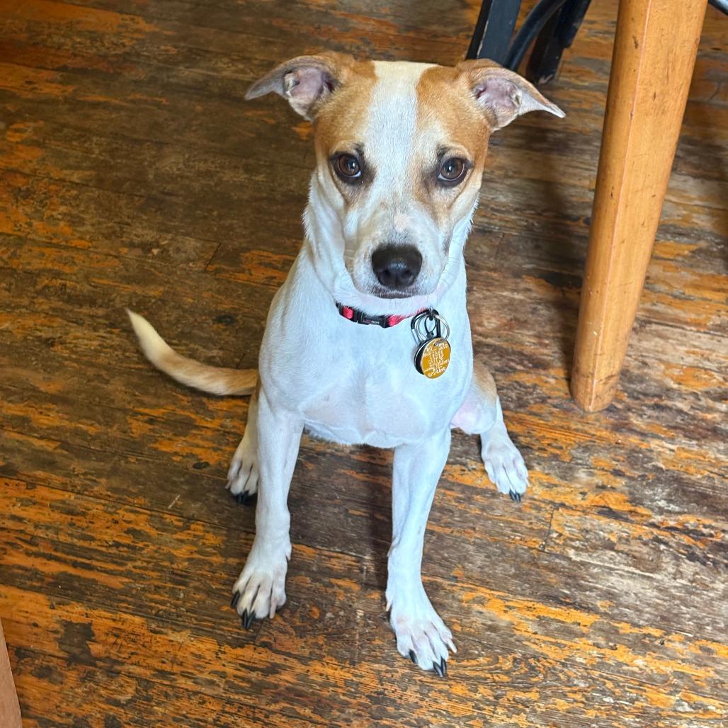Enlarge Miley, a Adoptable Retriever in Brooklyn, NY image 3/6