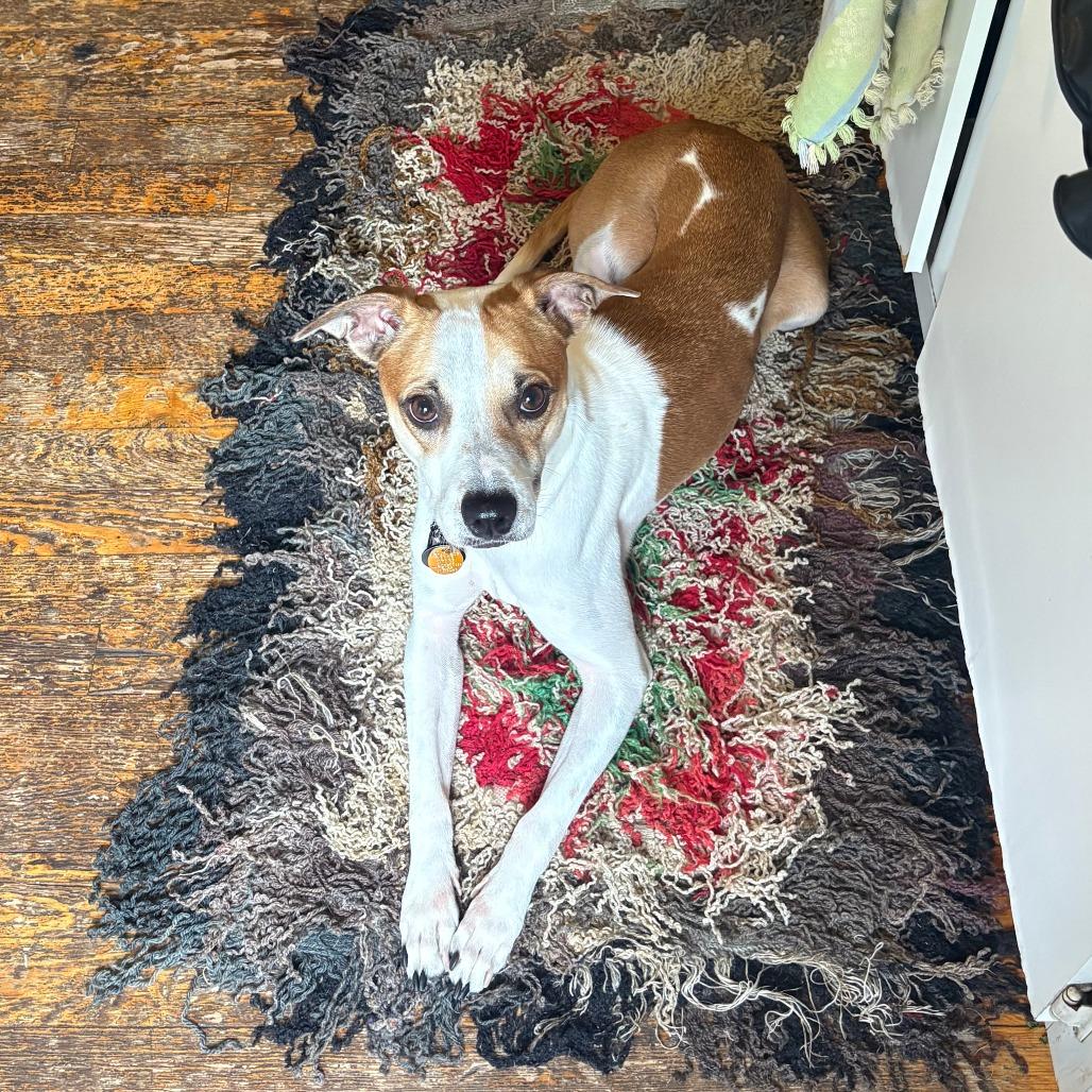 Enlarge Miley, a Adoptable Retriever in Brooklyn, NY image 6/6
