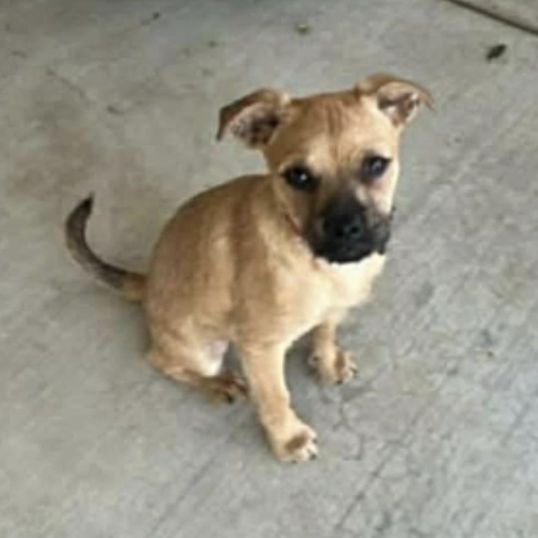 Gus, adopted, Puppy Male Pug & Yorkie Poo.