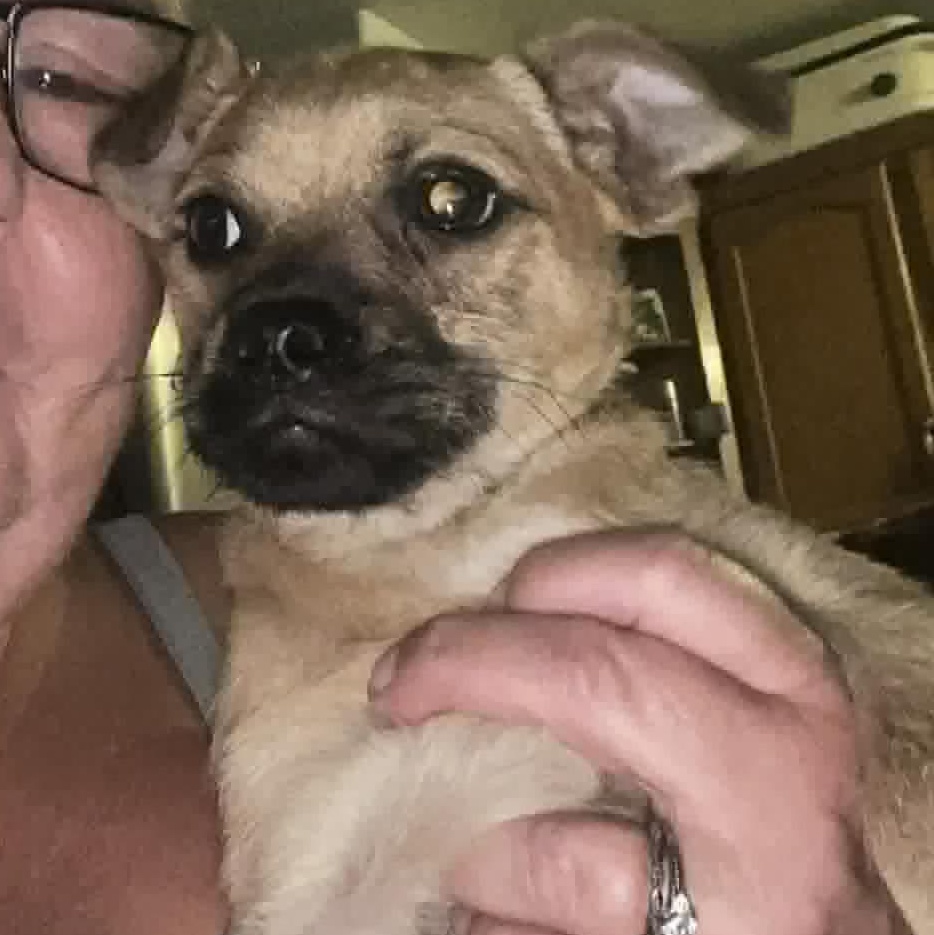 Enlarge Gus, an adopted mixed breed in Yreka, CA image 2/2