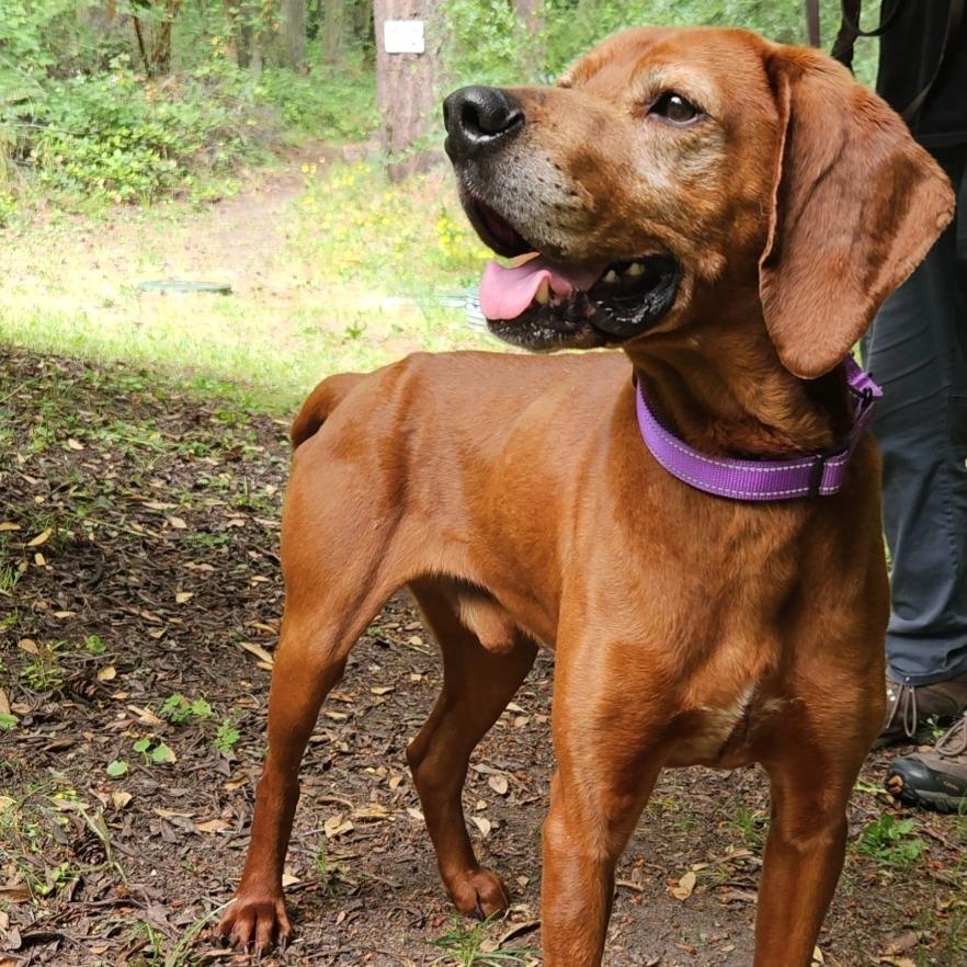 Winston, Adoptable, Senior Male Vizsla & Mixed Breed.