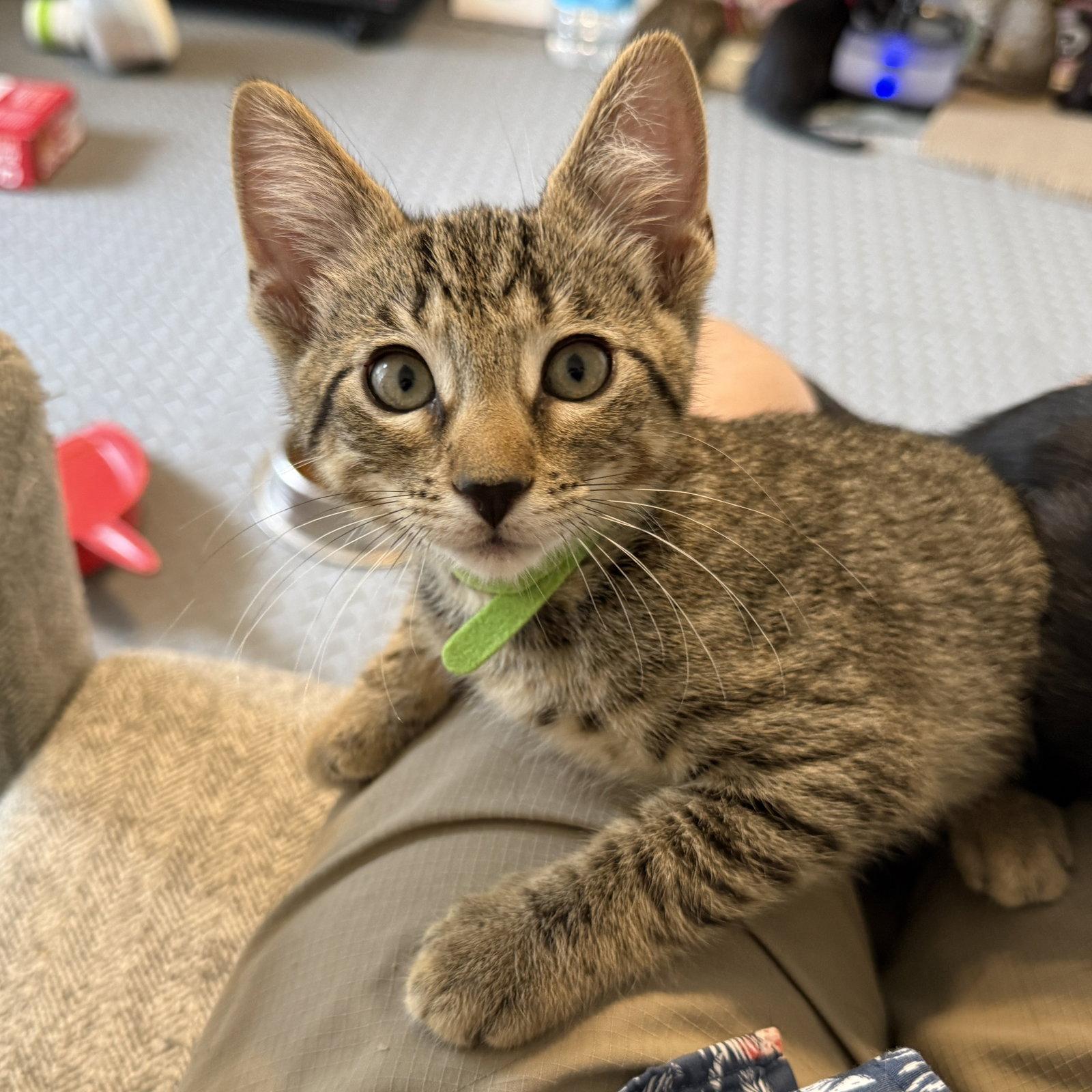 Enlarge Banner, a Adoptable Domestic Short Hair in St. Cloud, FL image 1/3