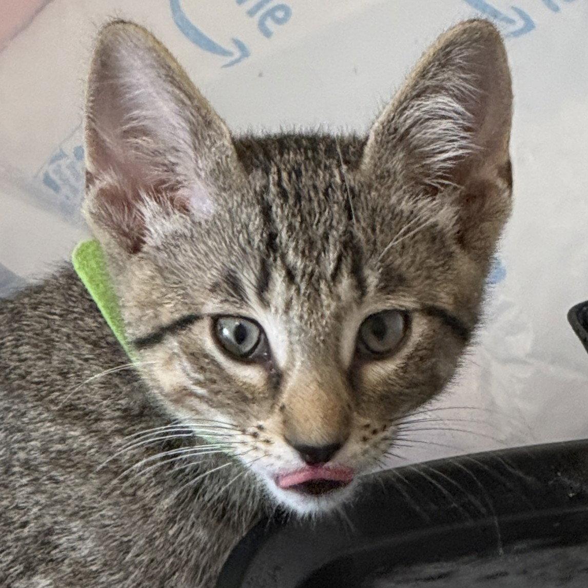 Enlarge Banner, a Adoptable Domestic Short Hair in St. Cloud, FL image 2/3