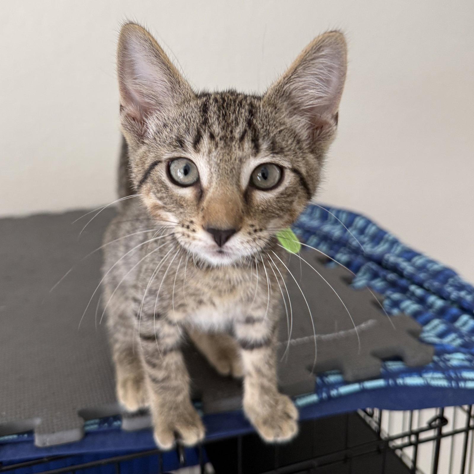 Enlarge Banner, a Adoptable Domestic Short Hair in St. Cloud, FL image 3/3