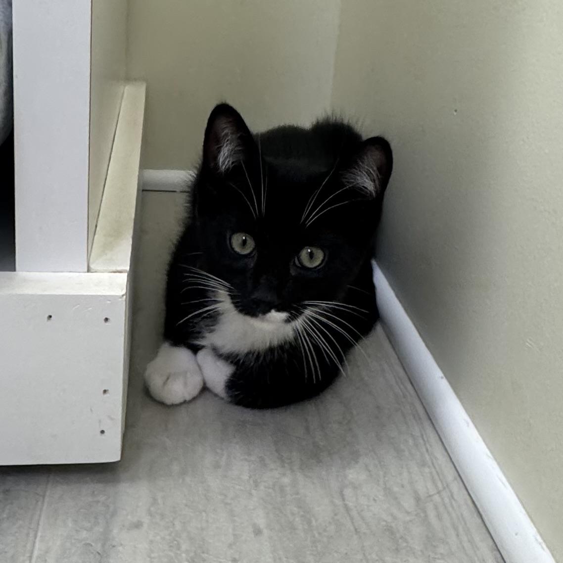 Michael (Kors), an adopted Tuxedo in East Northport, NY image 3/5
