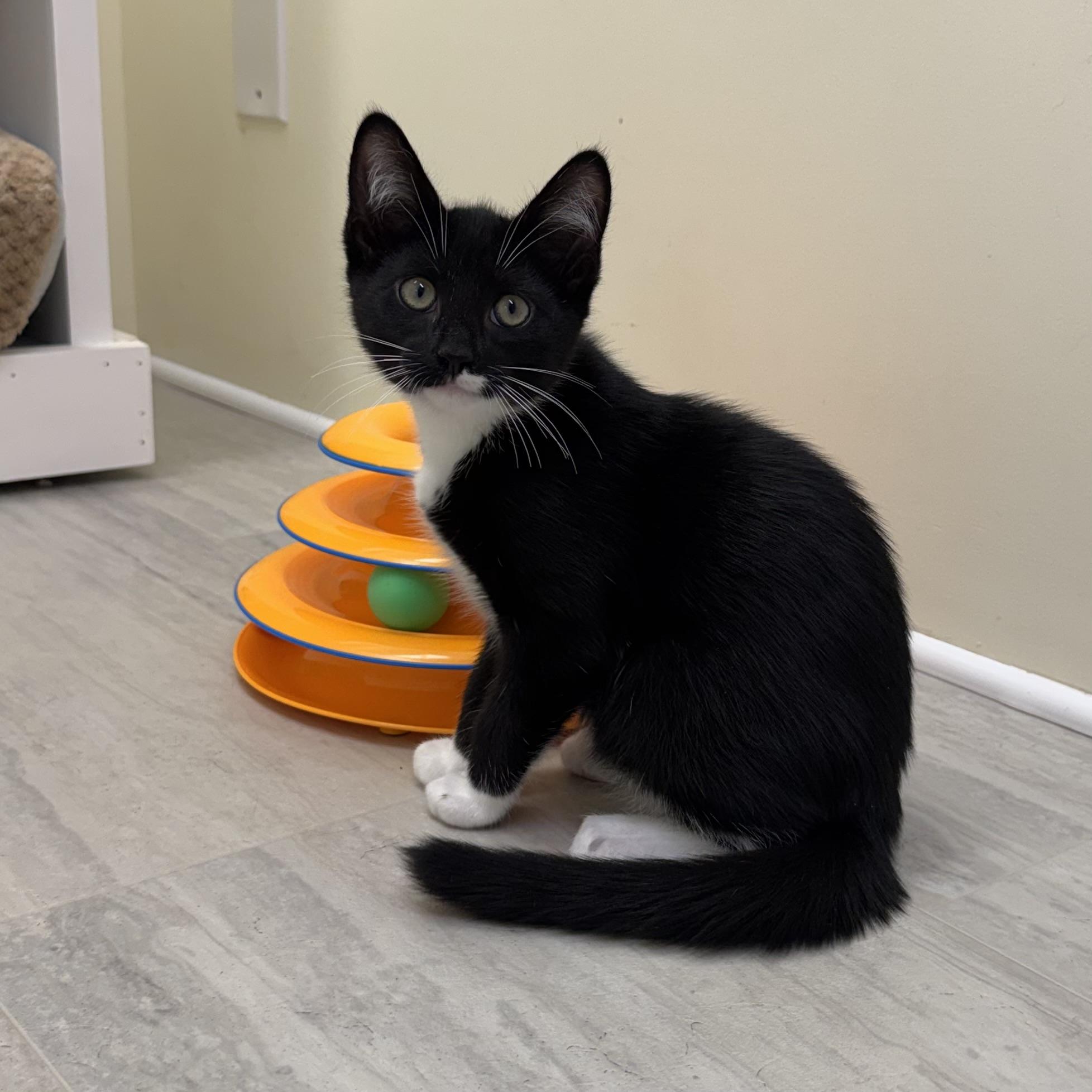 Michael (Kors), adopted, Kitten Male Tuxedo.