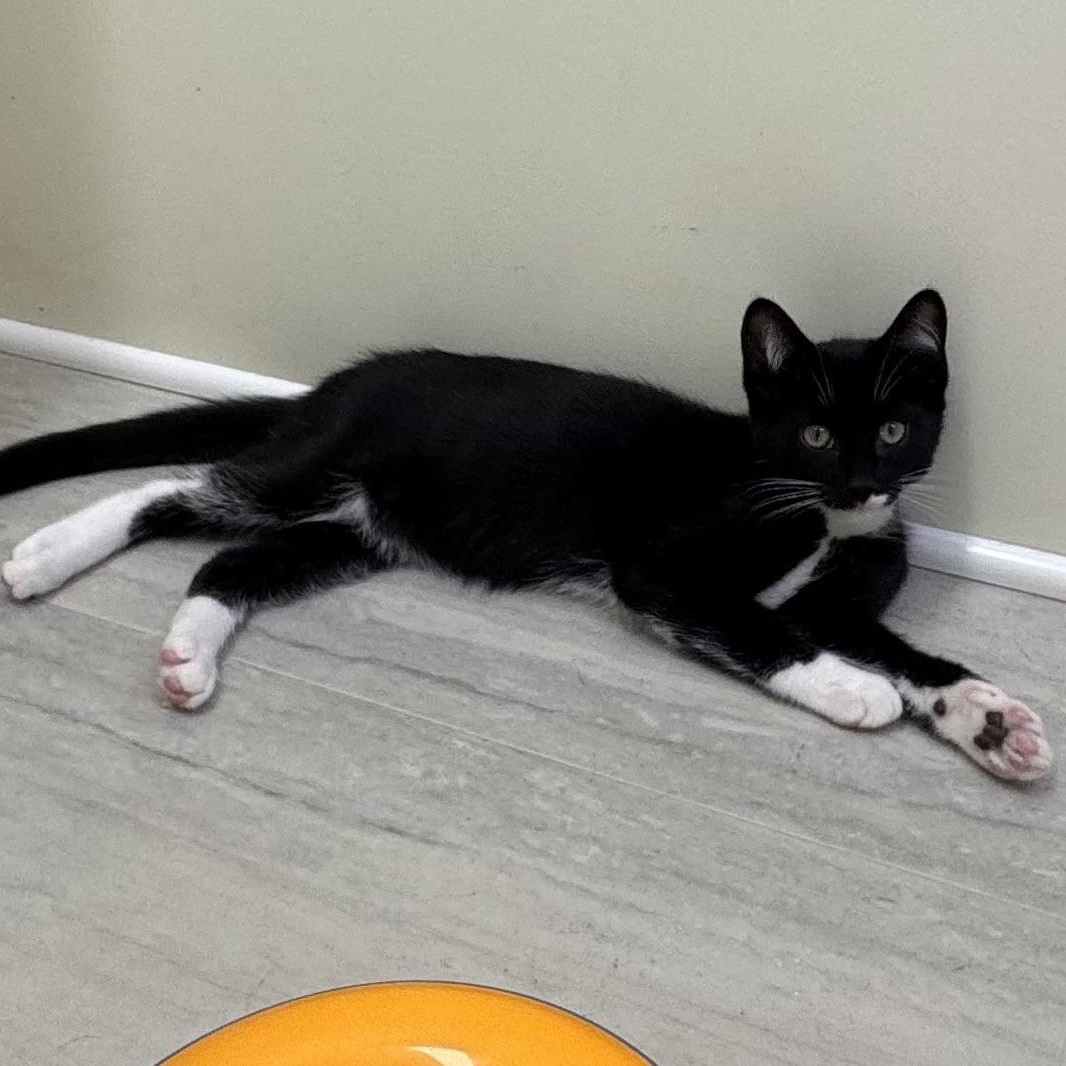 Michael (Kors), an adopted Tuxedo in East Northport, NY image 2/5