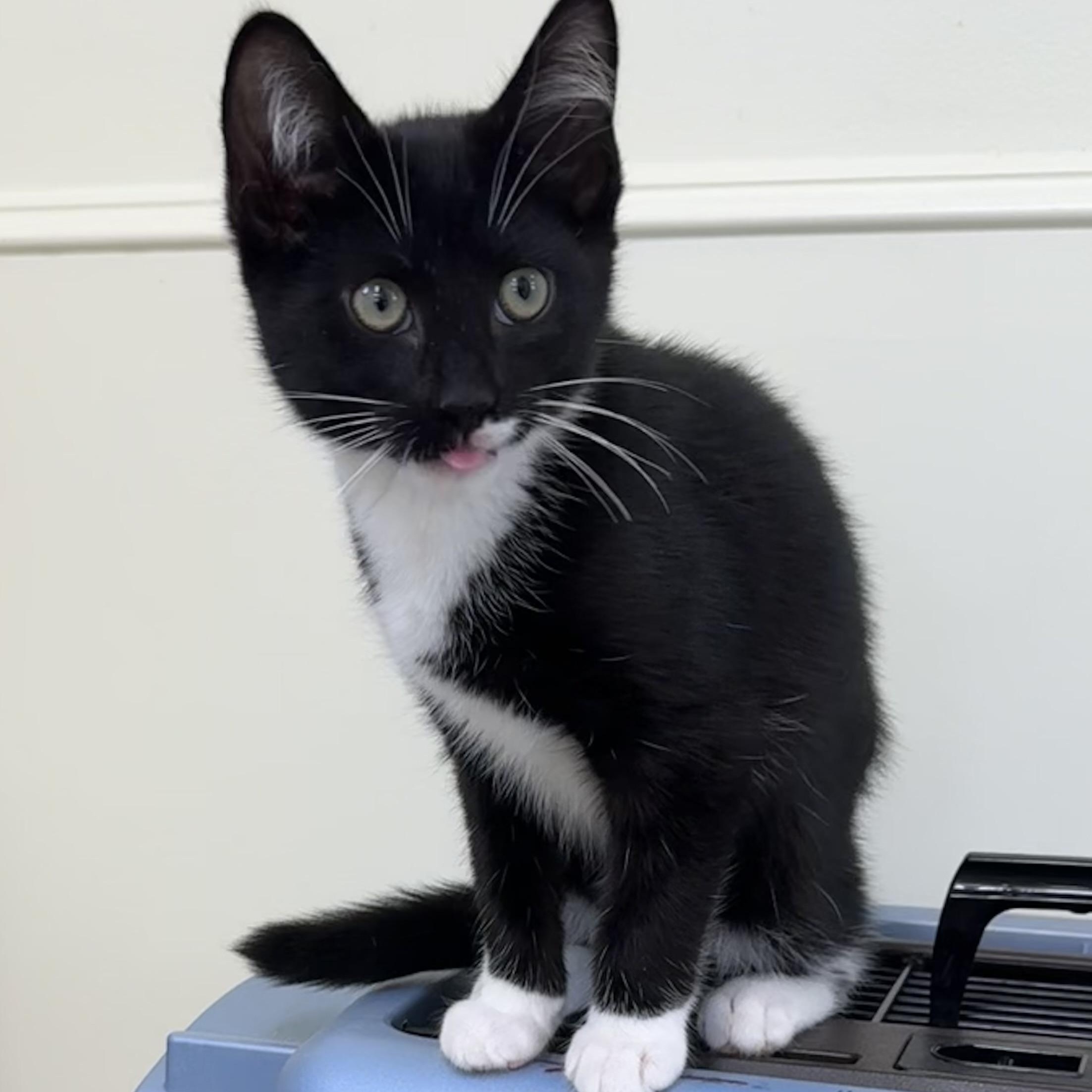 Michael (Kors), an adopted Tuxedo in East Northport, NY image 4/5