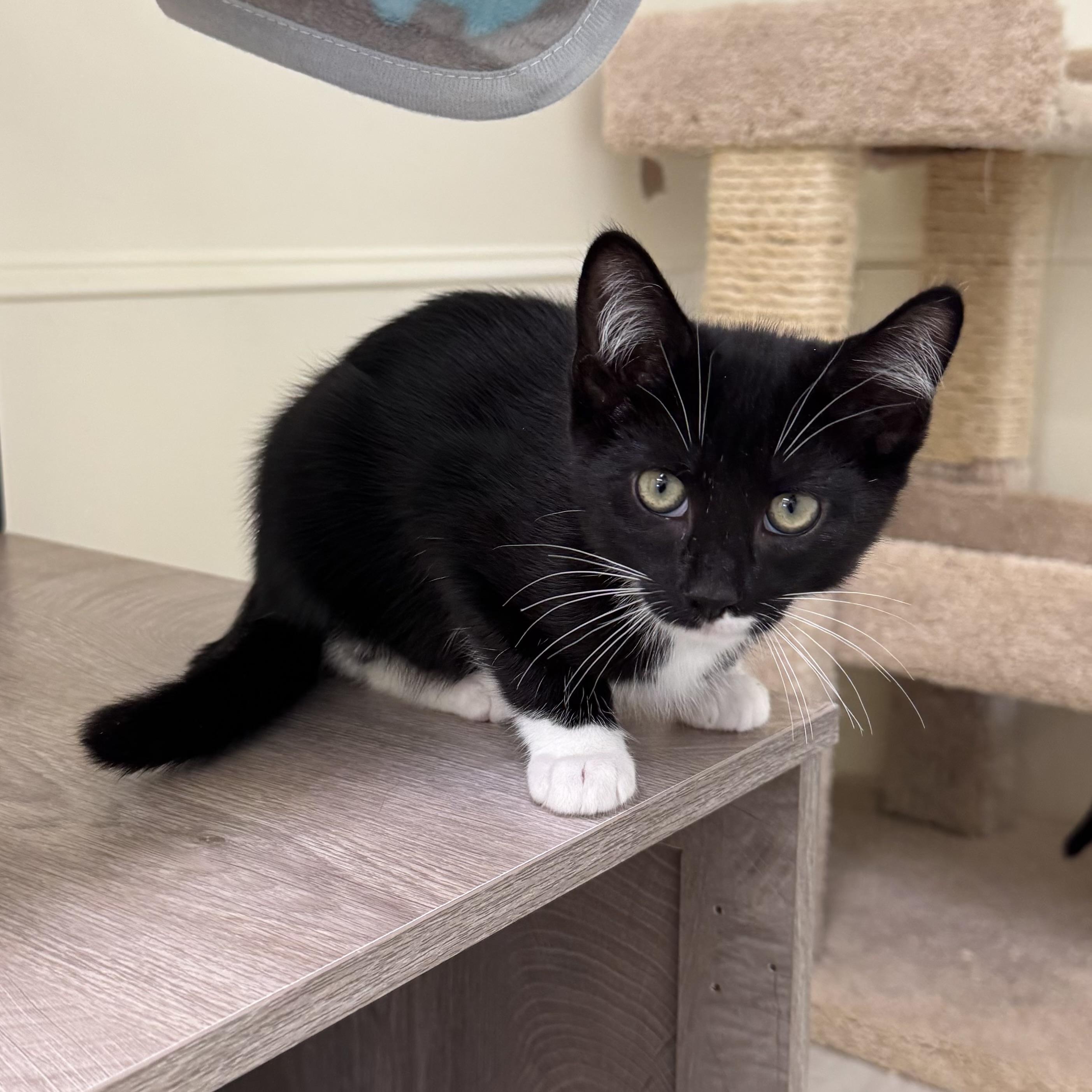 Michael (Kors), an adopted Tuxedo in East Northport, NY image 5/5