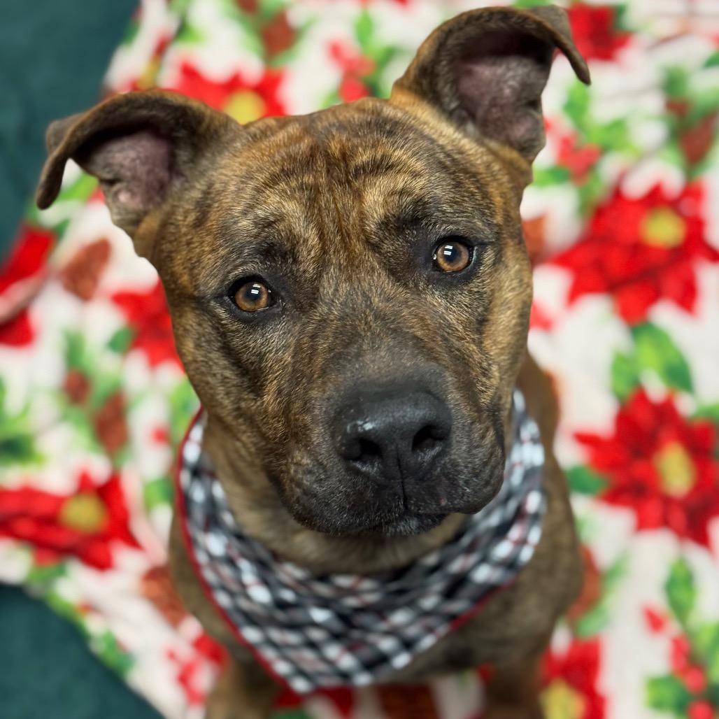 Bronson, Adoptable, Adult Male Pit Bull Terrier & Dutch Shepherd.