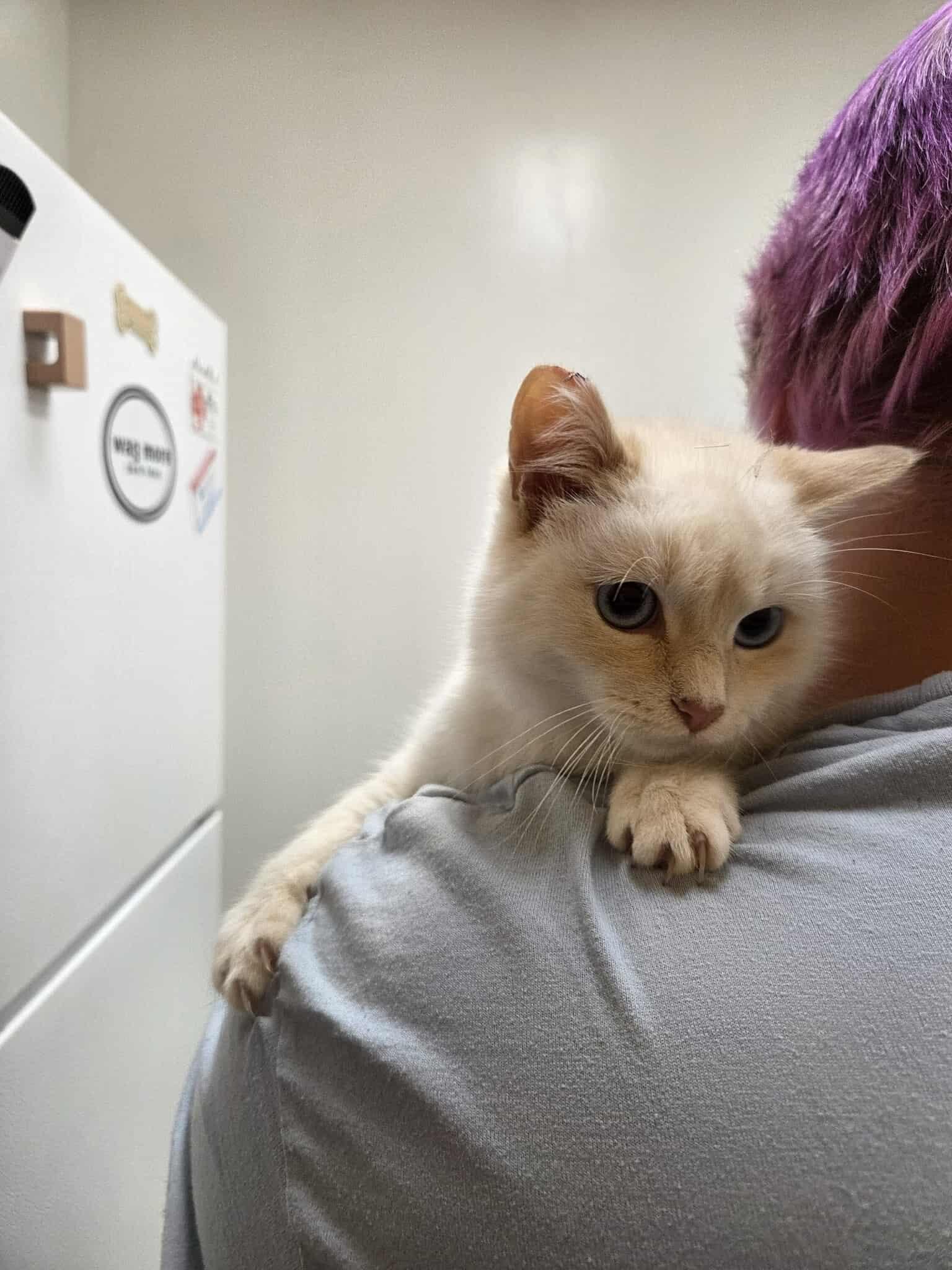 Addi, Adoptable, Young Female Domestic Short Hair.