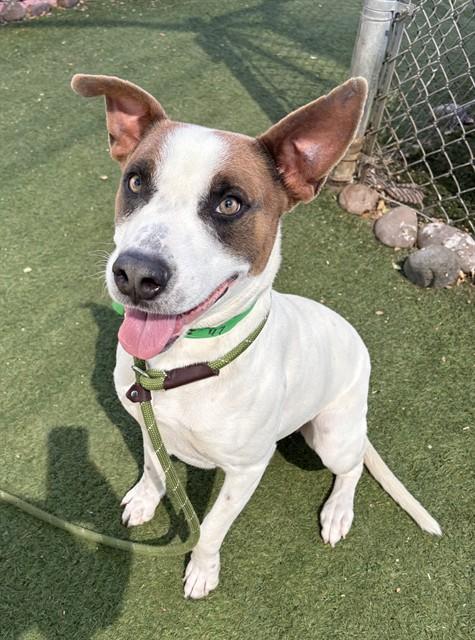 RICE, Adoptable, Young Male Pit Bull Terrier.